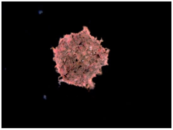 PVA microcarrier with biofilm (TTC coloured).