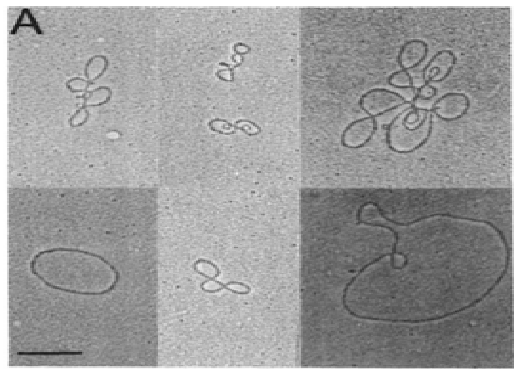 Neonatalscreening 03 00014 g001
