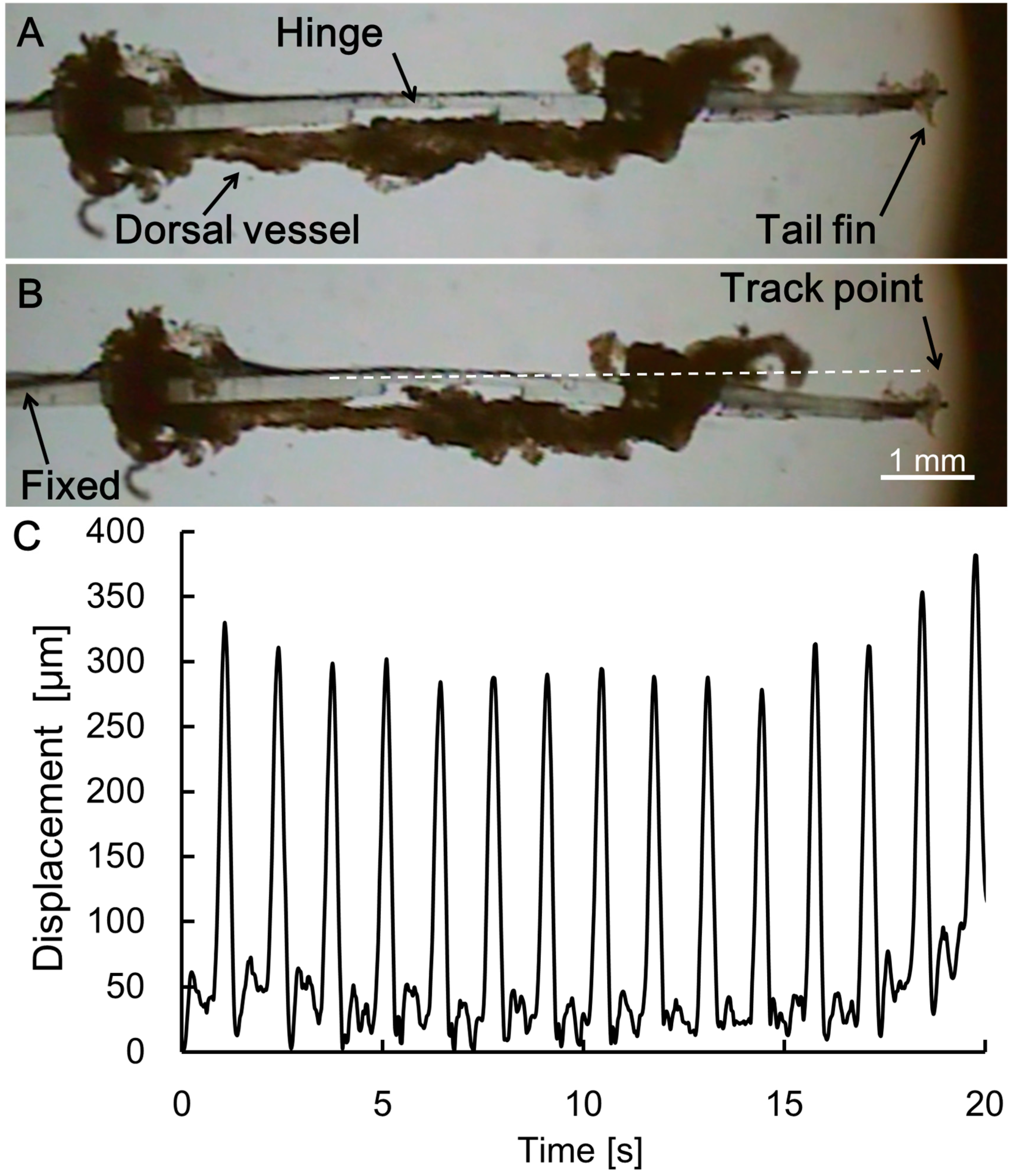 Actuators 08 00030 g006