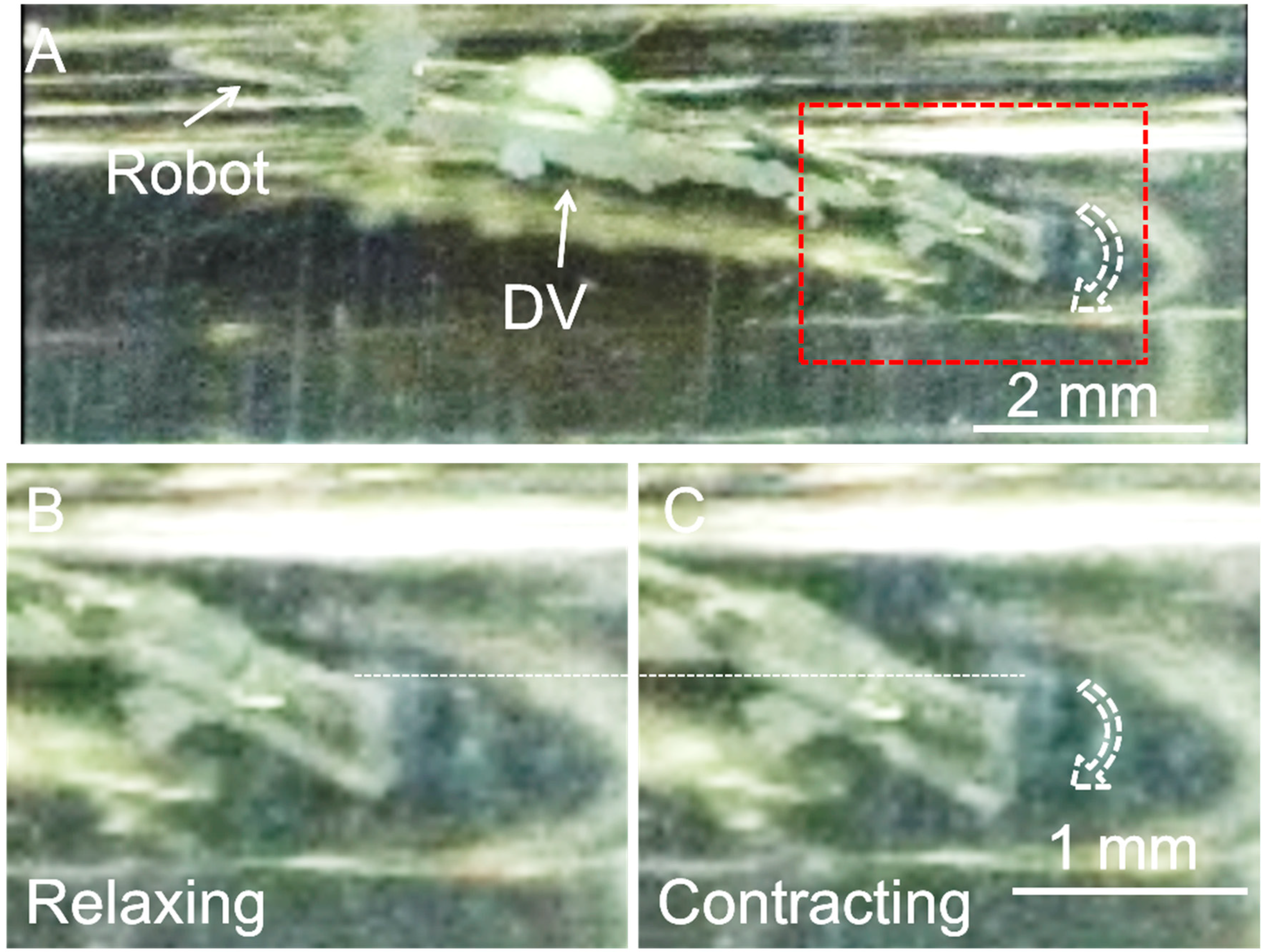 Actuators 08 00030 g007
