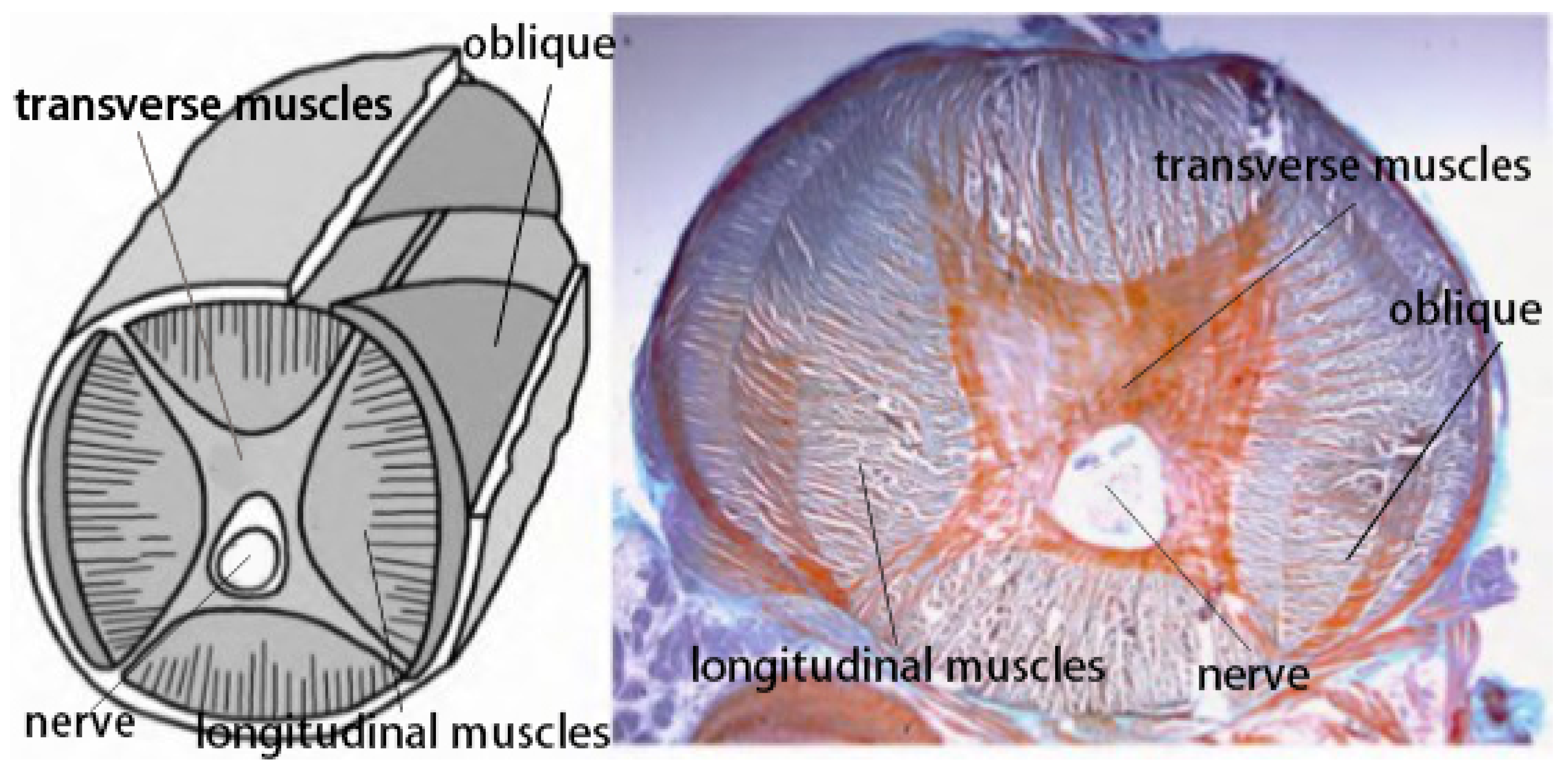 Actuators 09 00142 g001