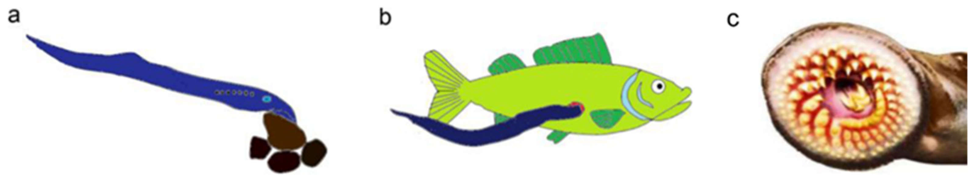 Actuators 11 00003 g001