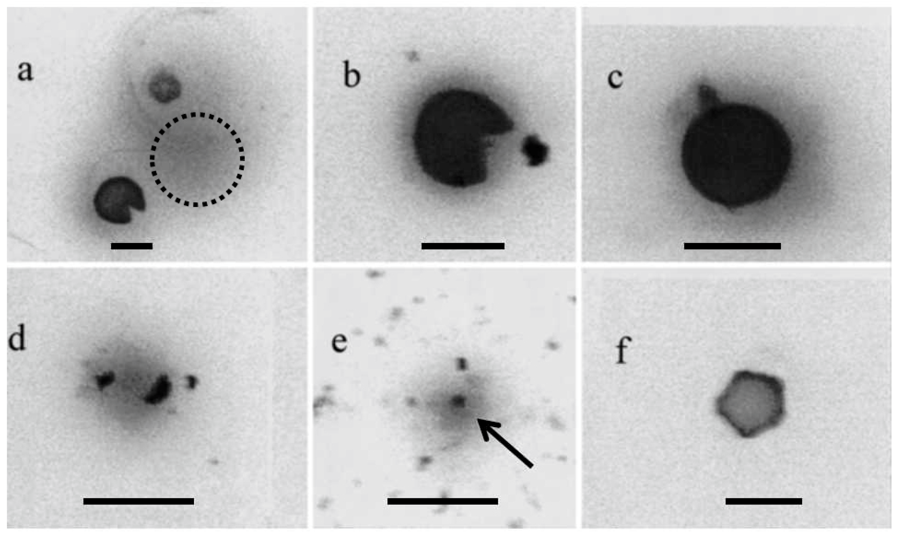 Aerobiology 02 00001 g006