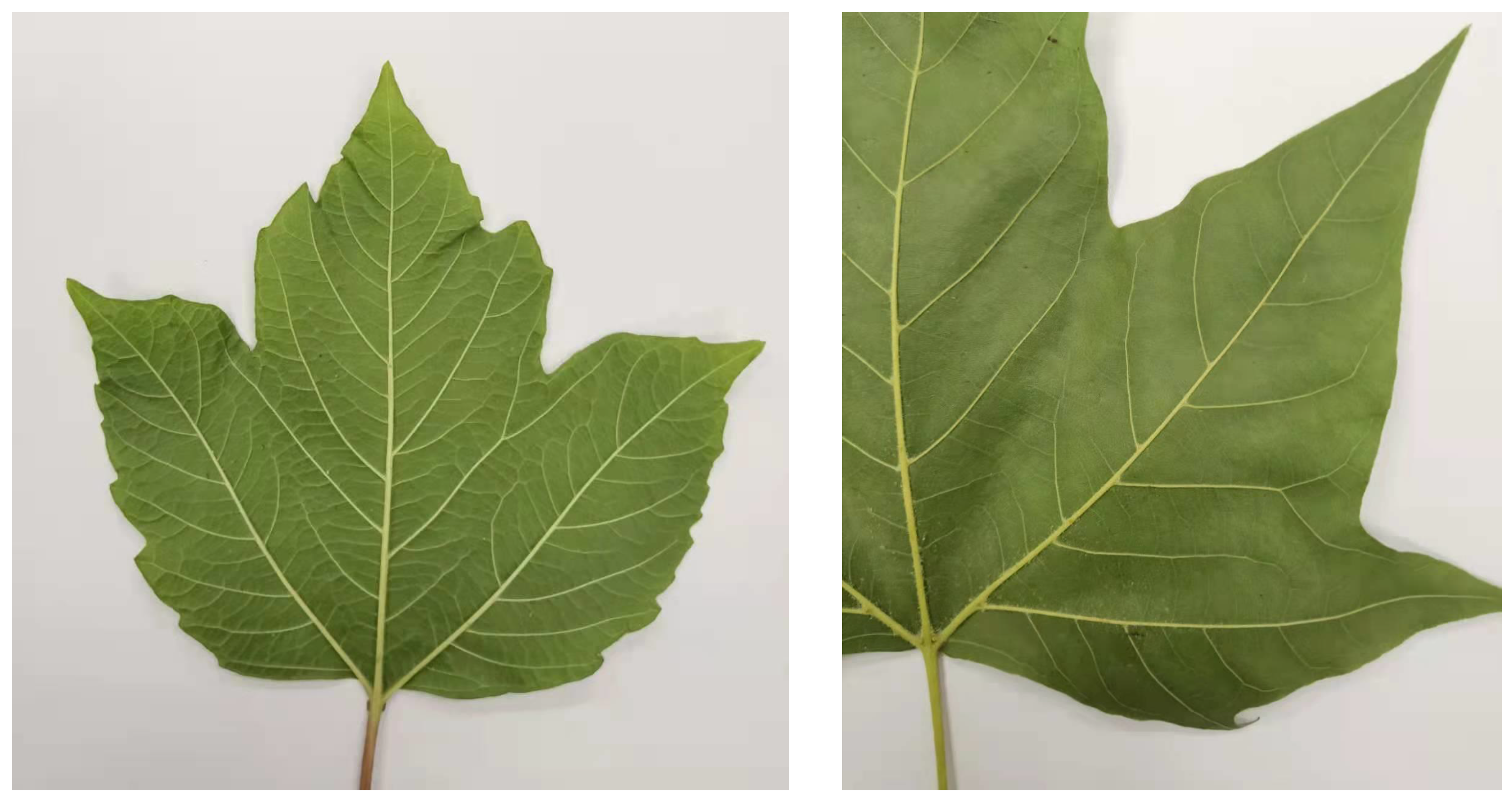 Aerospace 08 00237 g001