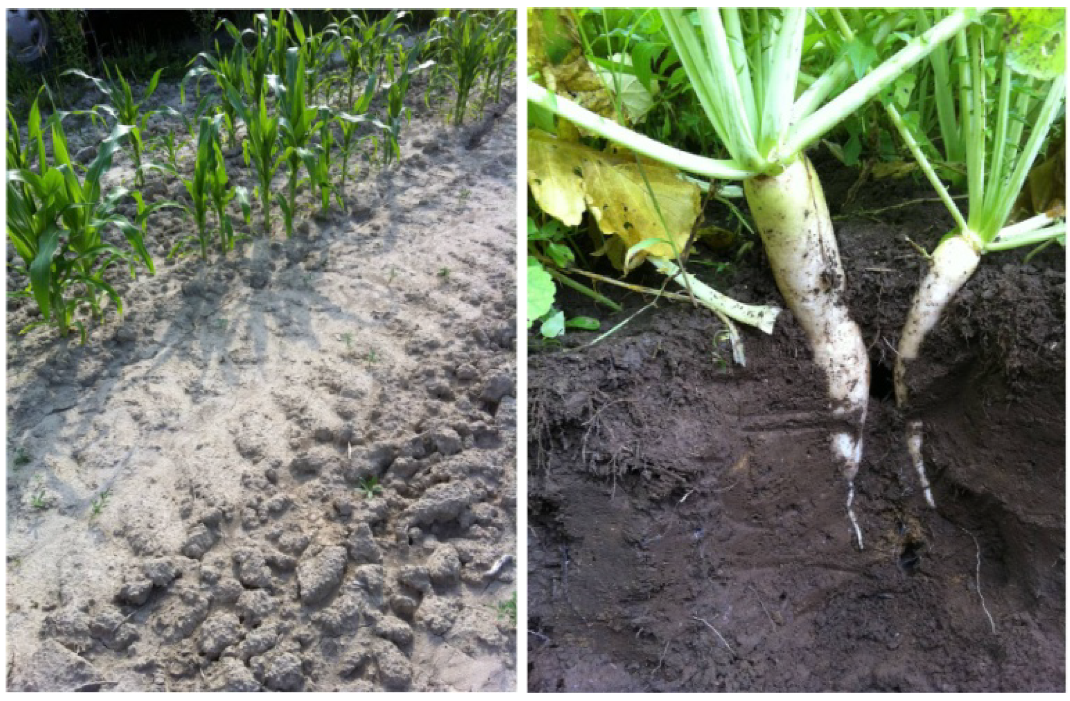 Agriculture 03 00613 g001