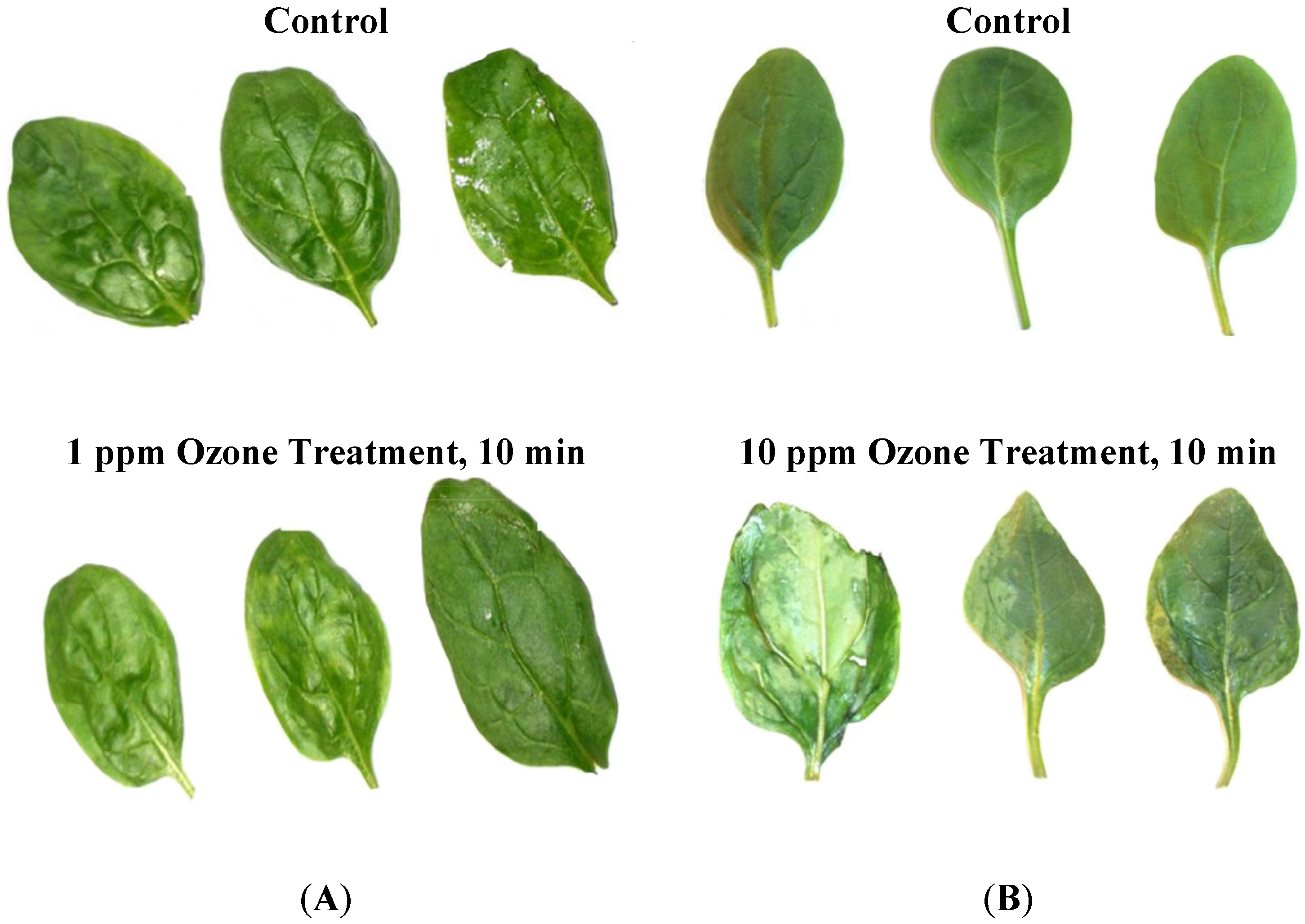 Agriculture 05 00155 g002