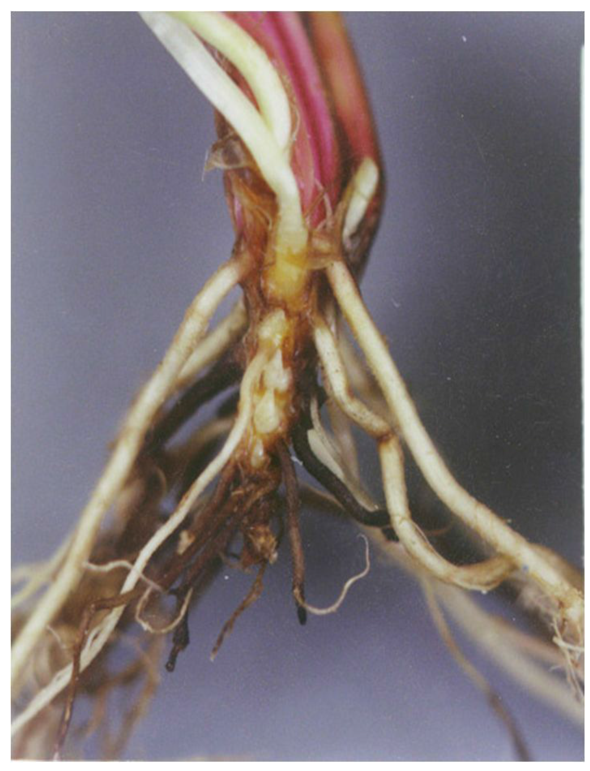 Agriculture 06 00028 g004