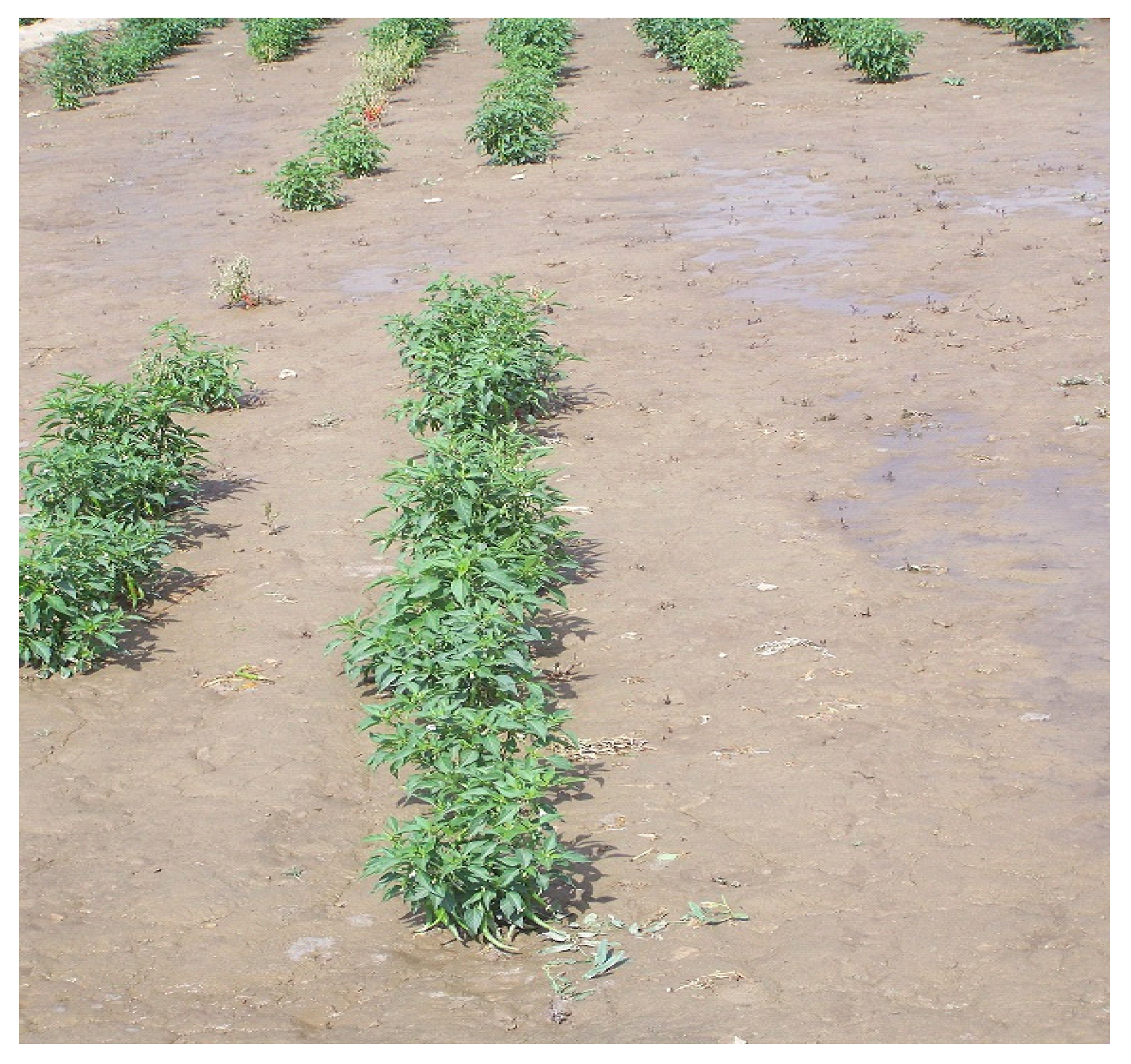 Agriculture 06 00062 g002