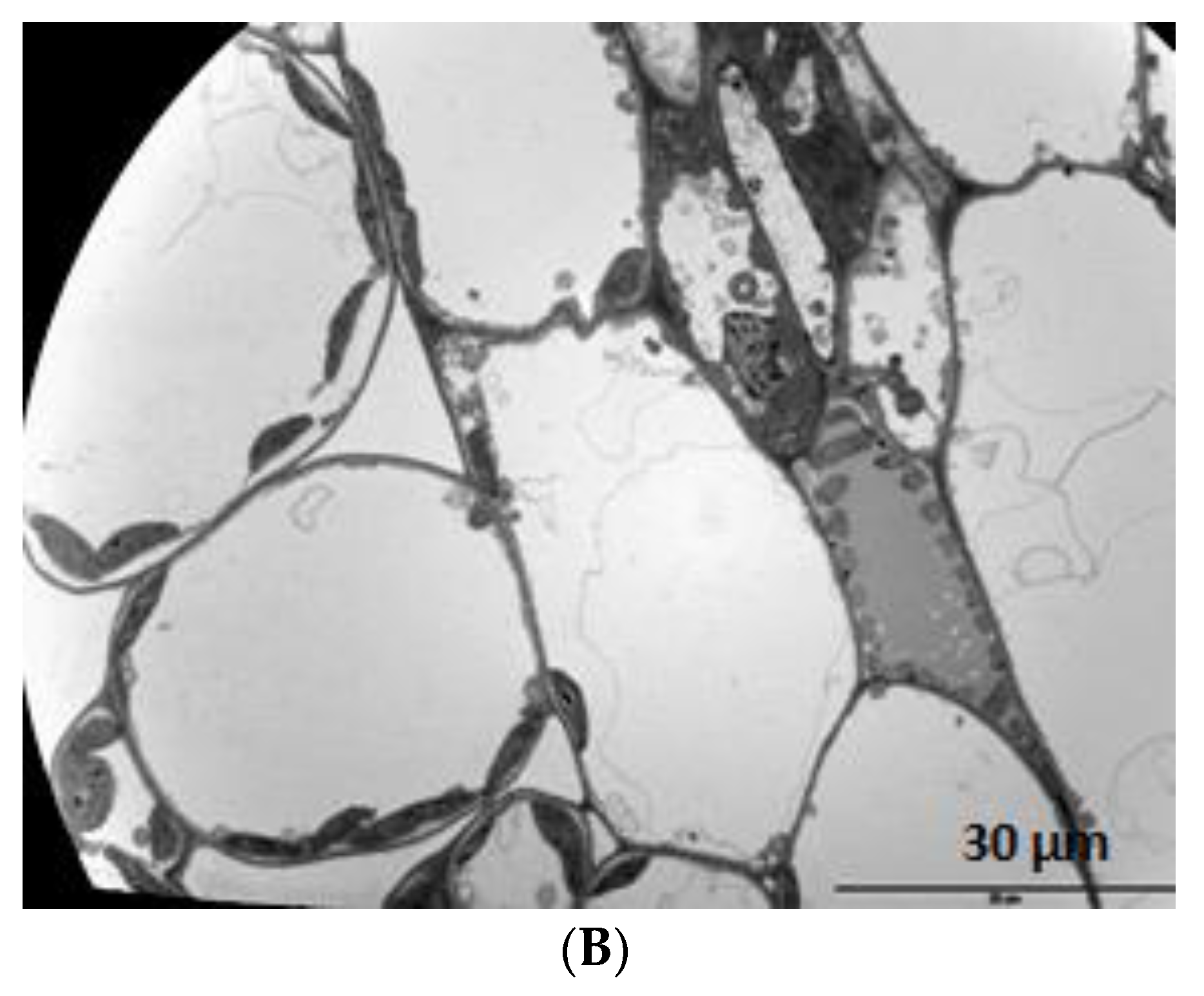 Agriculture 08 00029 g012b