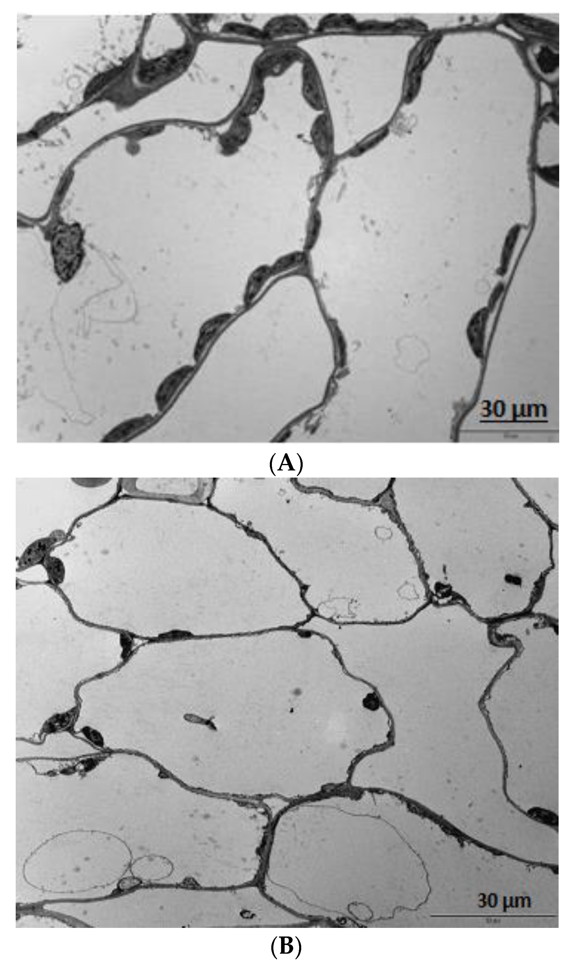 Agriculture 08 00029 g013
