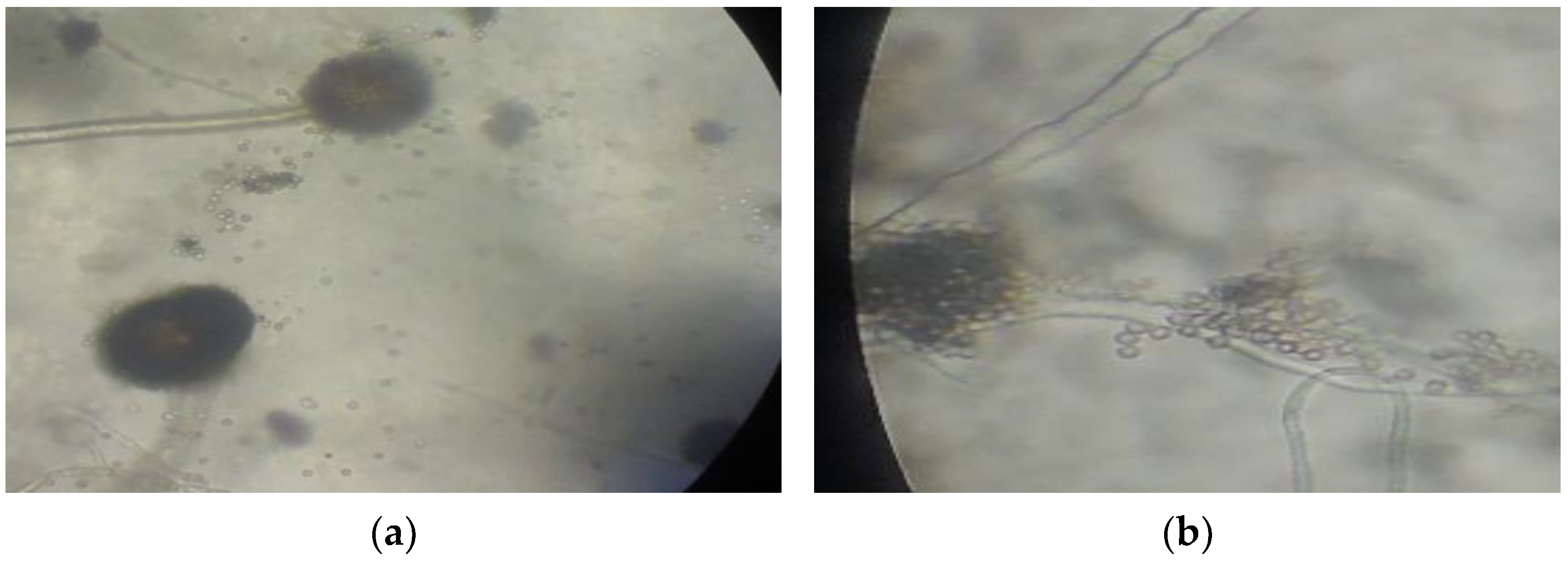 Agriculture 08 00033 g004