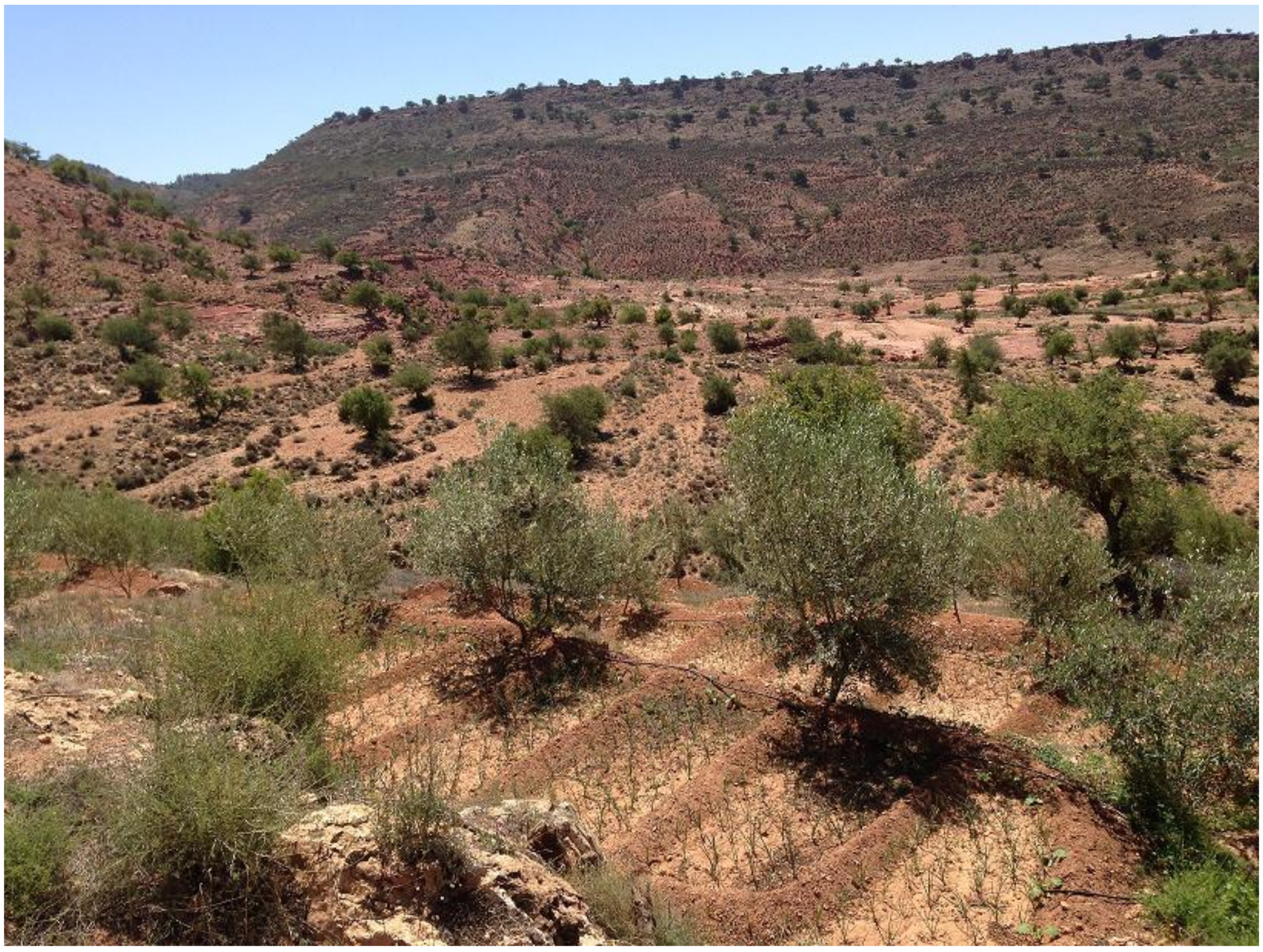 Agriculture 08 00049 g001