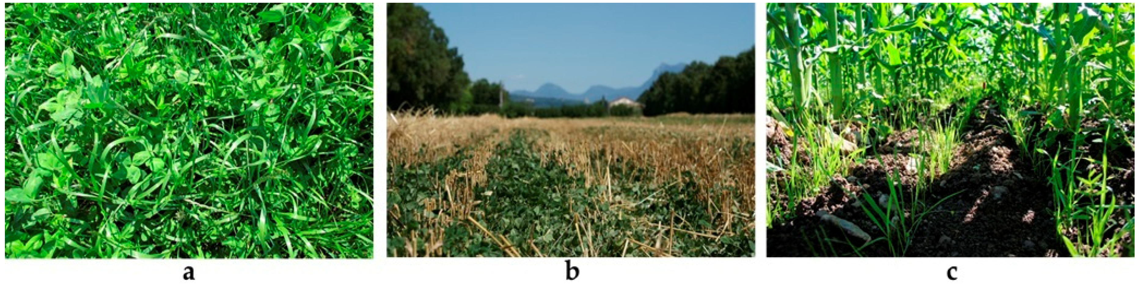 Agriculture 08 00080 g001