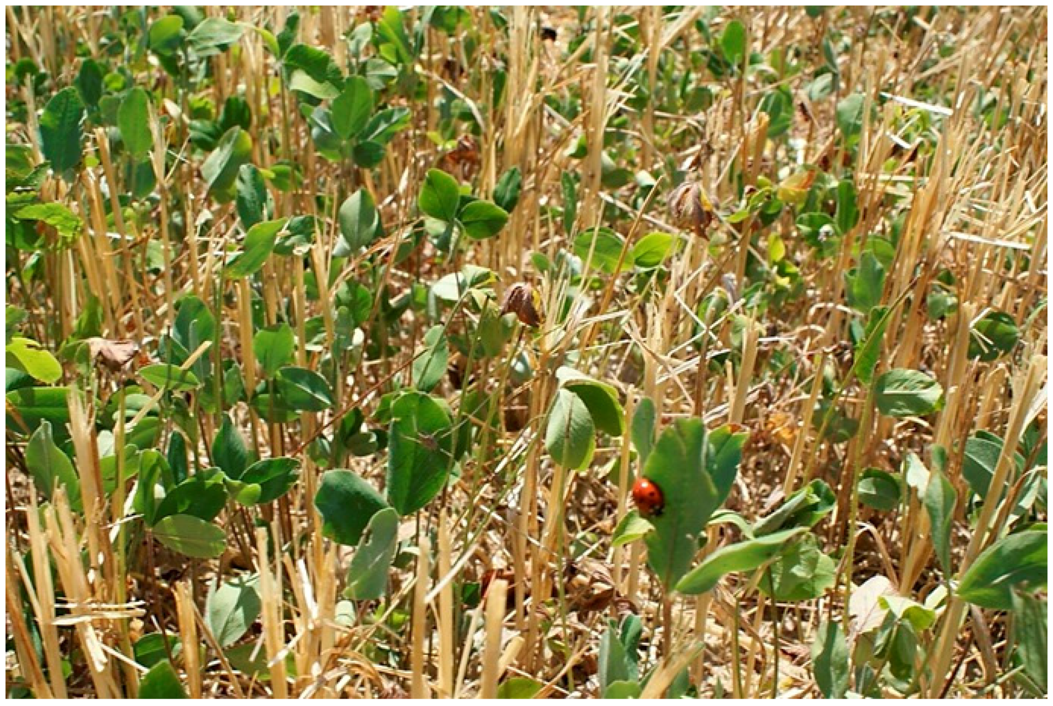 Agriculture 08 00080 g004