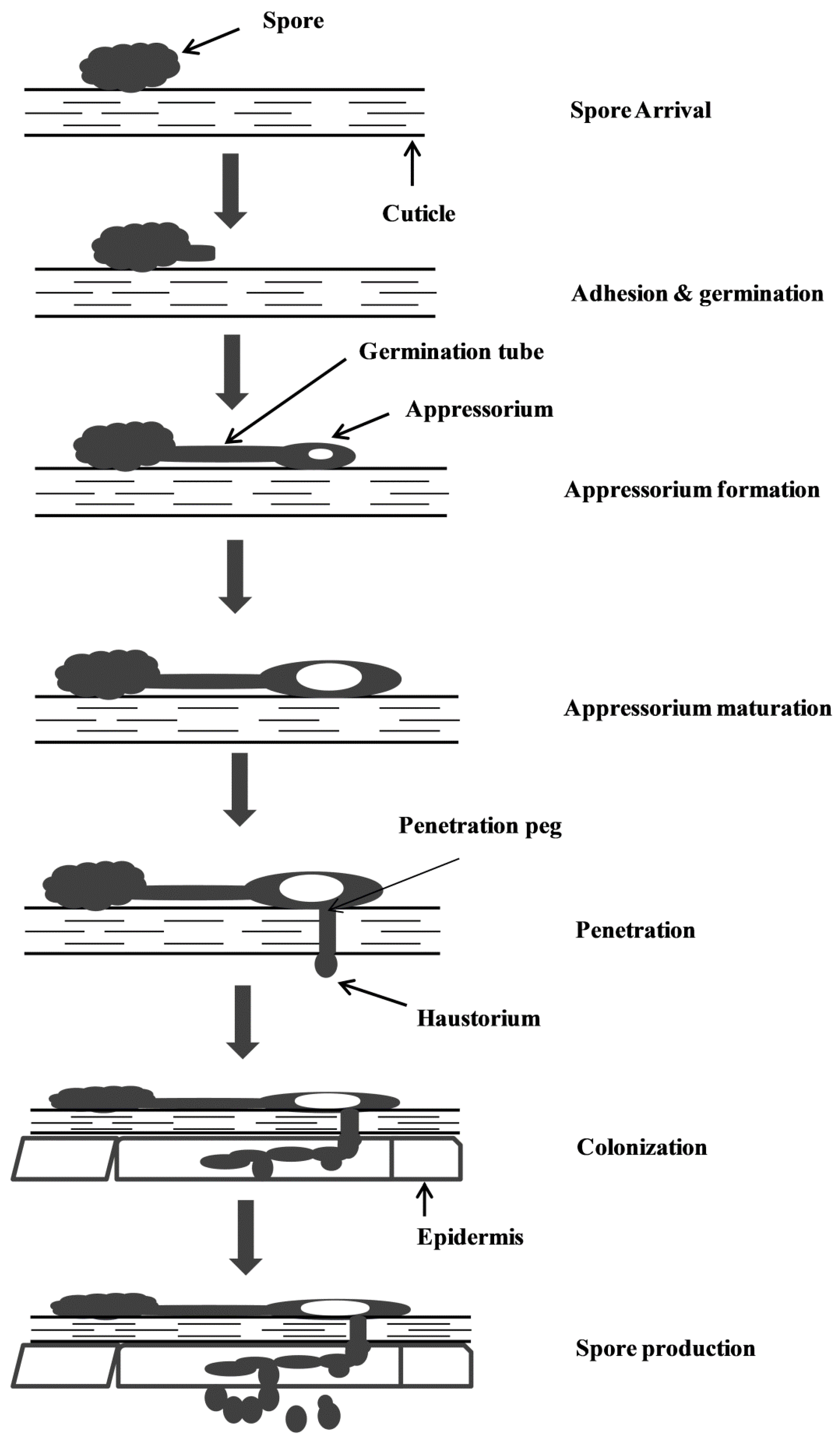 Agriculture 08 00088 g001