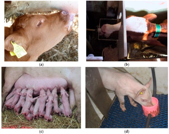 Agriculture 08 00136 g001