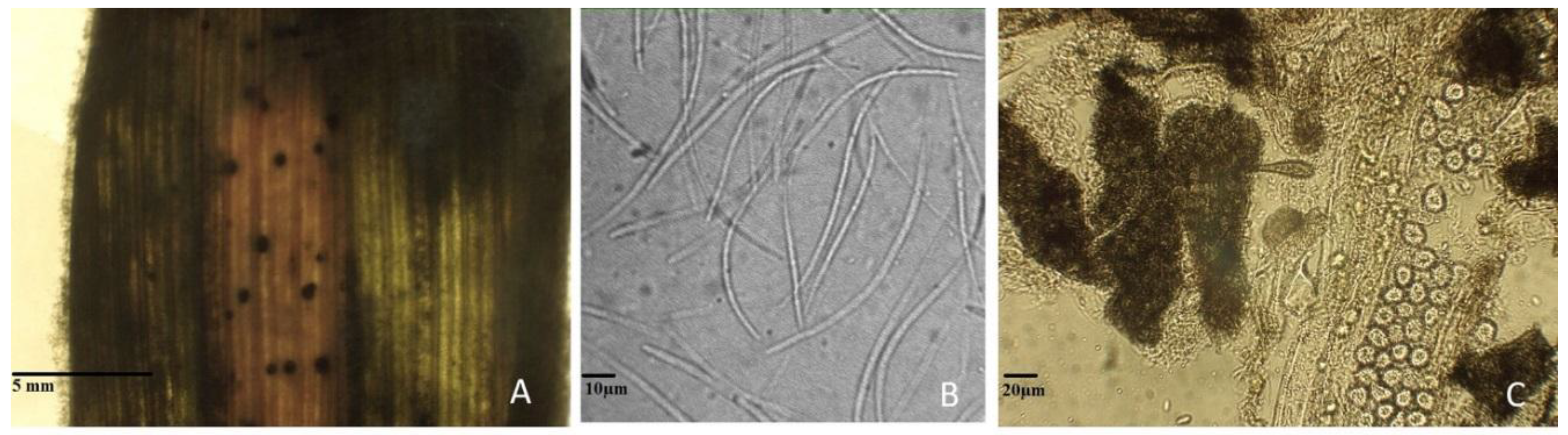 Agriculture 08 00140 g002 Agriculture 08 00140 g002