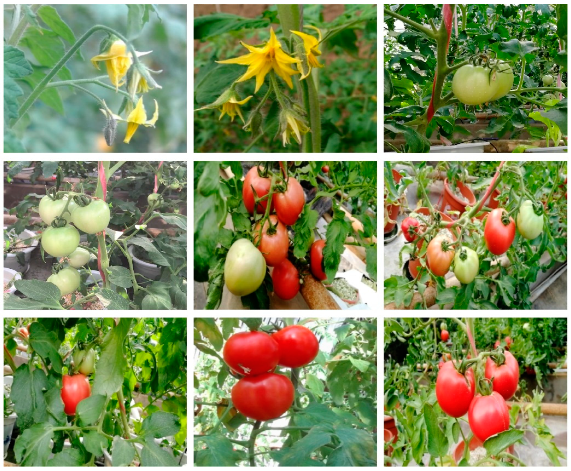 Agriculture 08 00196 g001