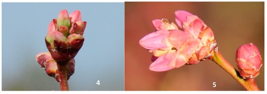 Agriculture 09 00009 g0a2 550