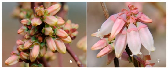 Agriculture 09 00009 g0a3 550