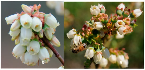 Agriculture 09 00009 g0a4 550