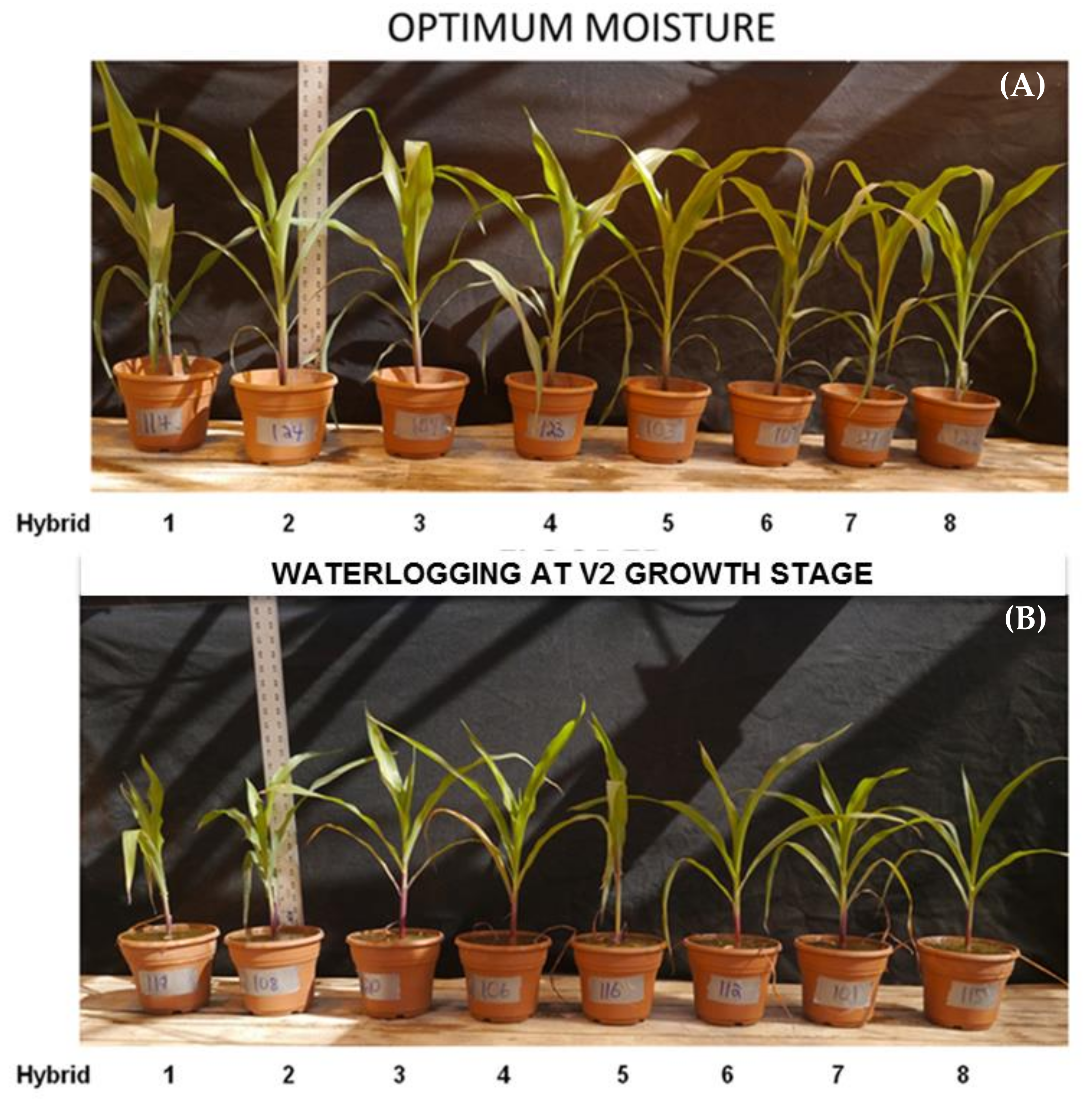 Agriculture 09 00033 g009