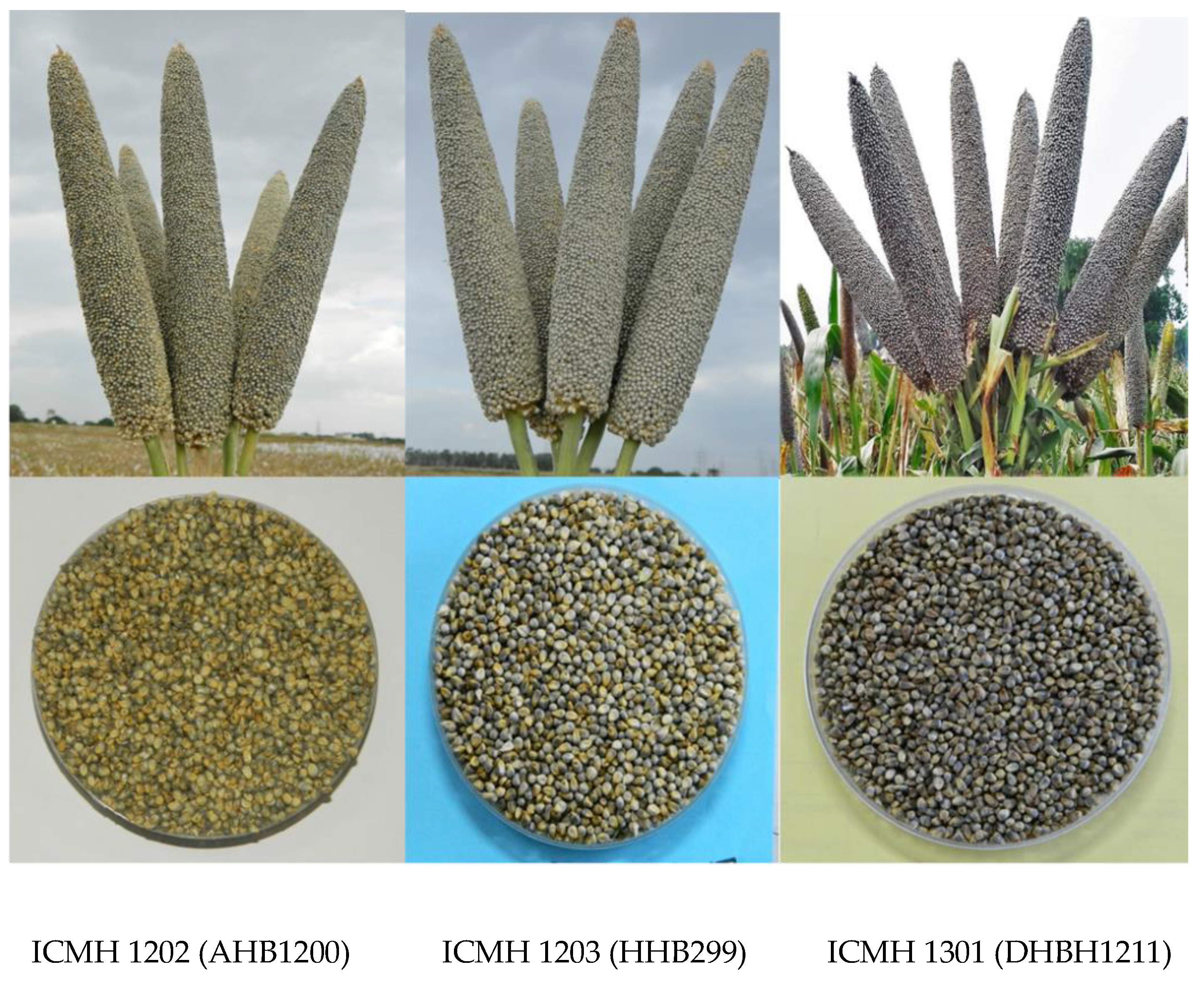 Agriculture 09 00106 g002 Agriculture 09 00106 g002