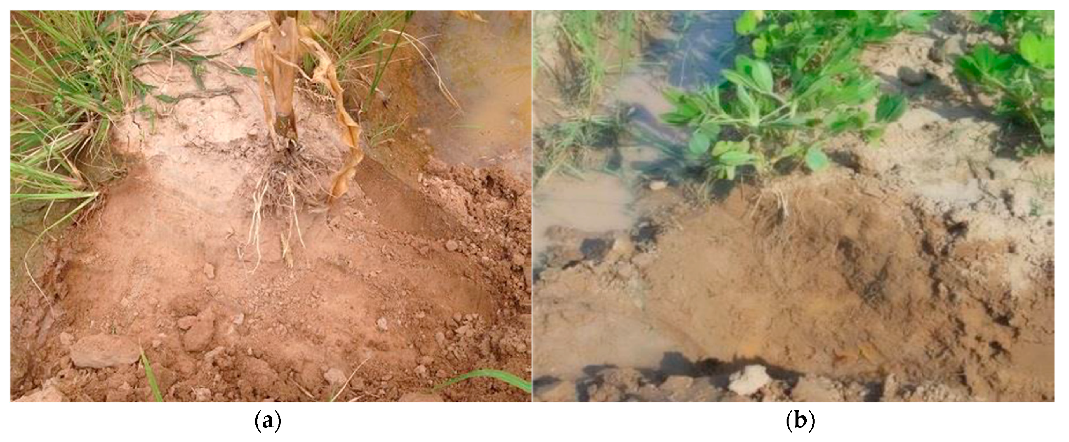 Agriculture 09 00128 g007