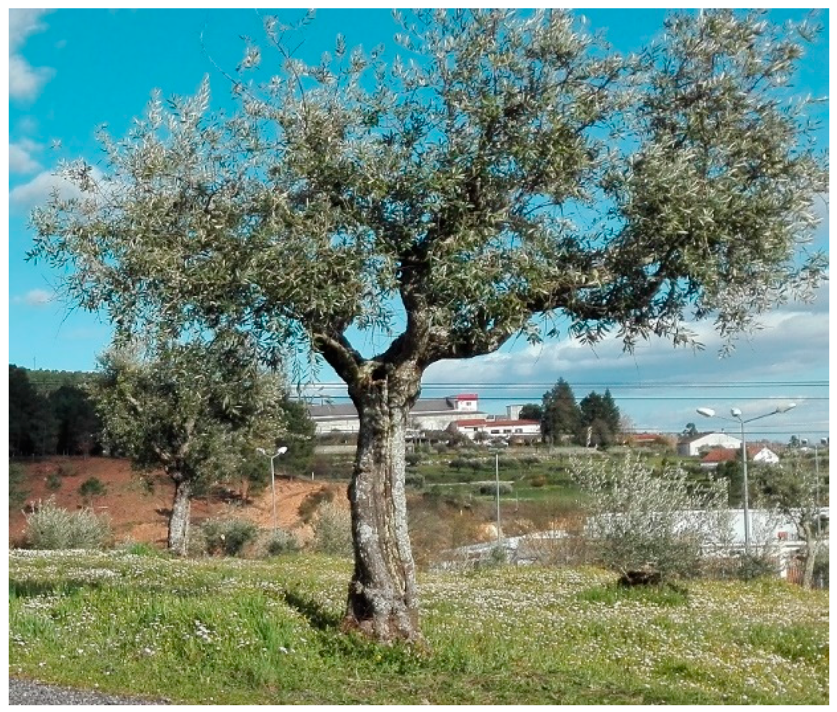 Agriculture 09 00171 g005