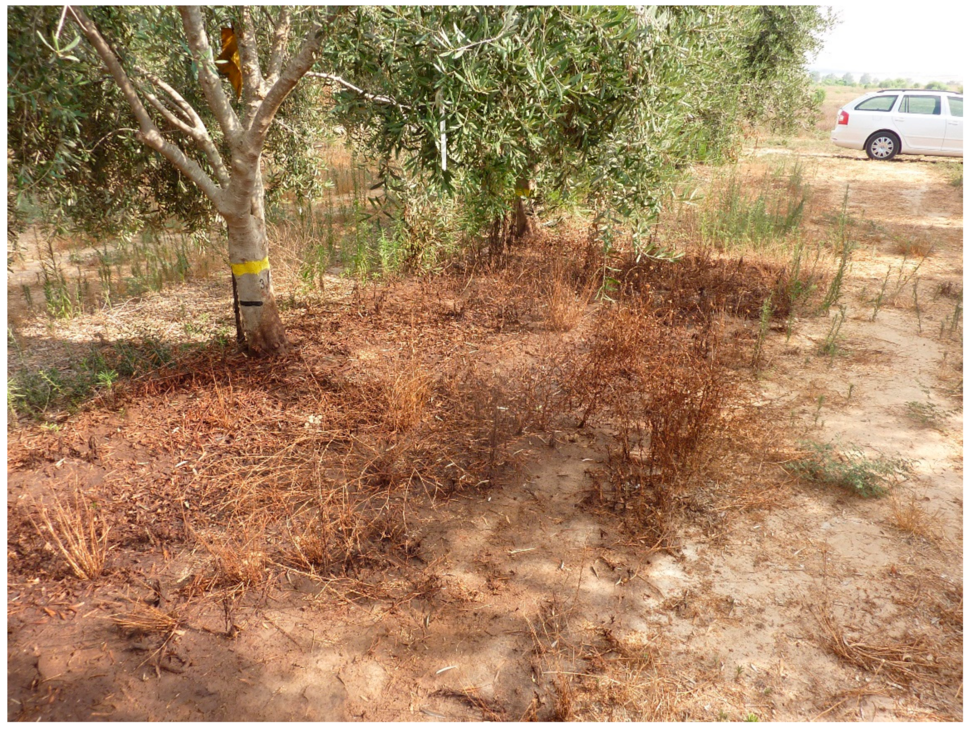 Agriculture 10 00011 g008