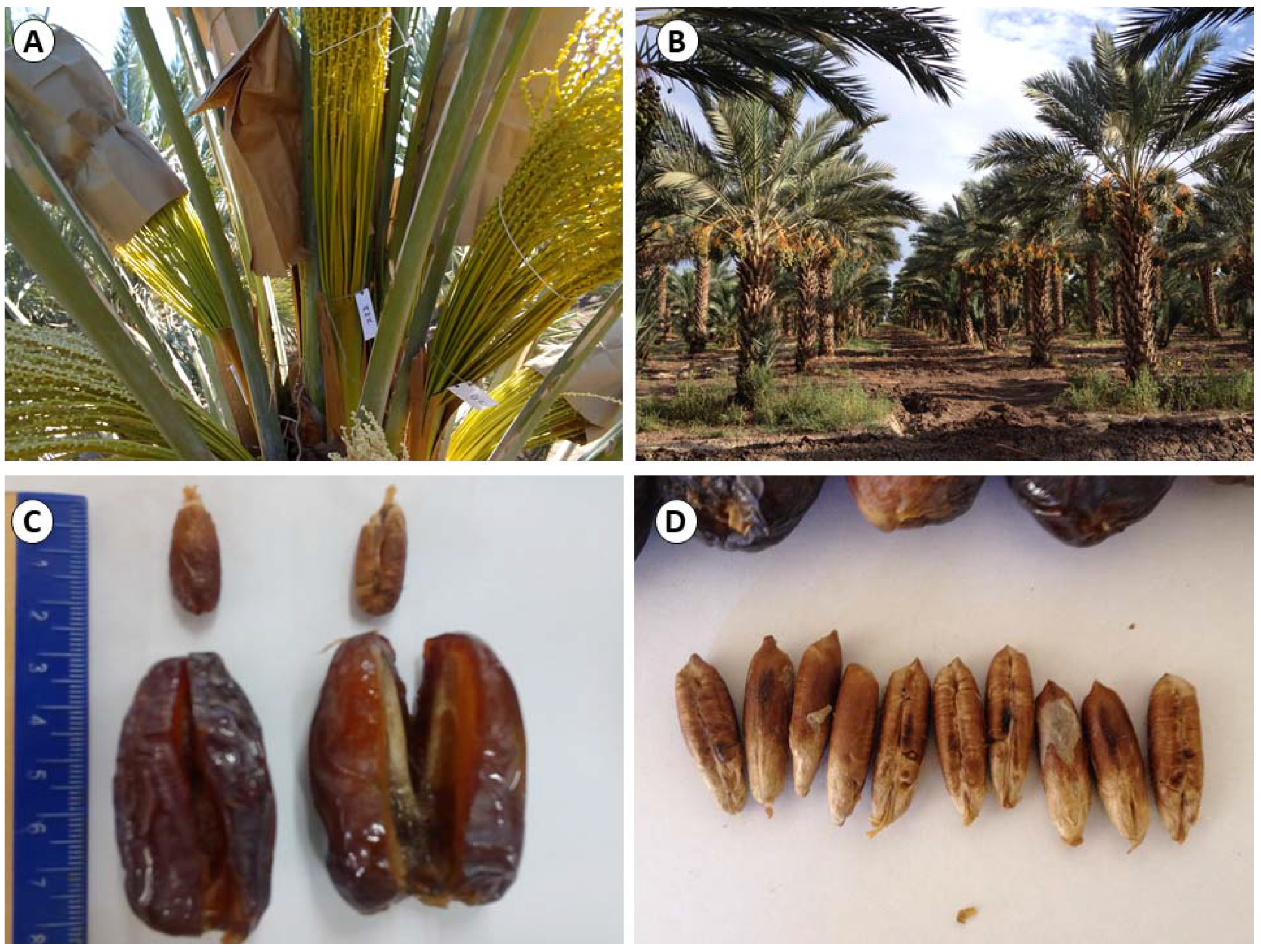 Agriculture 10 00045 g001