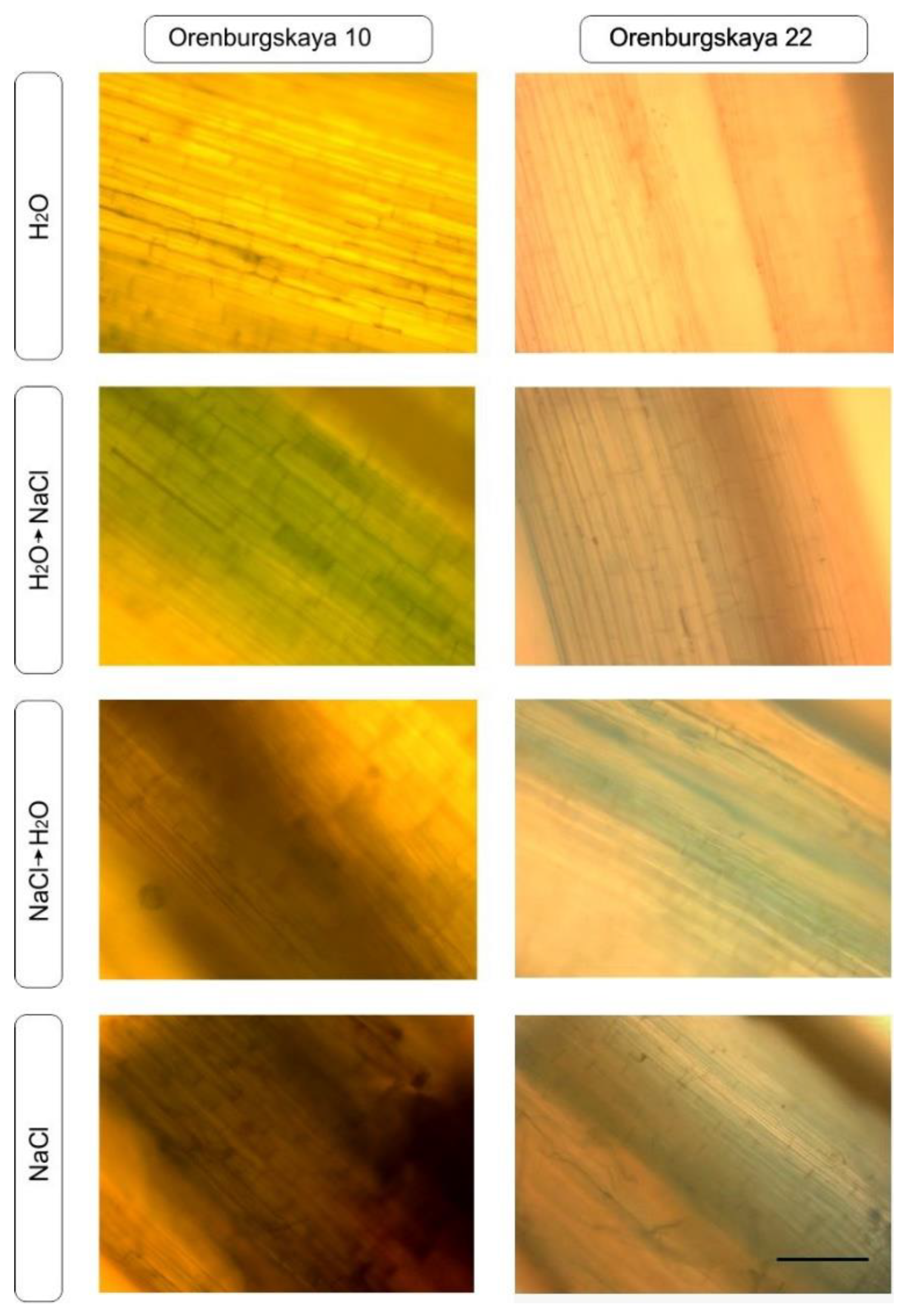 Agriculture 10 00055 g004