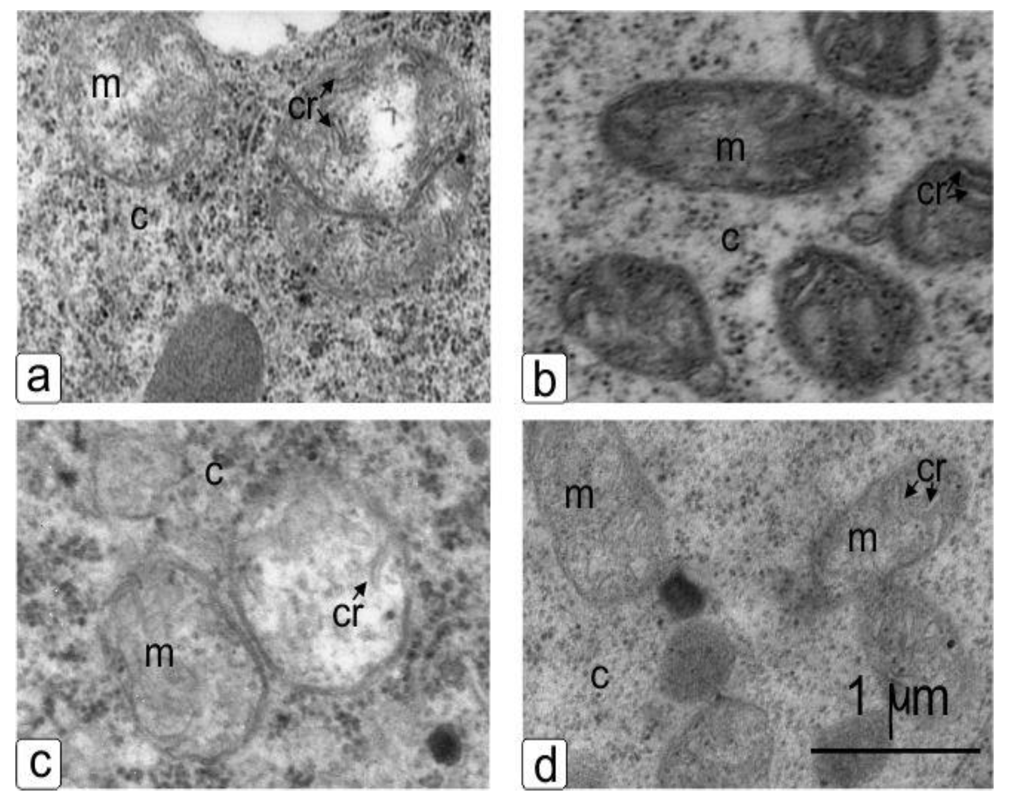 Agriculture 10 00055 g007