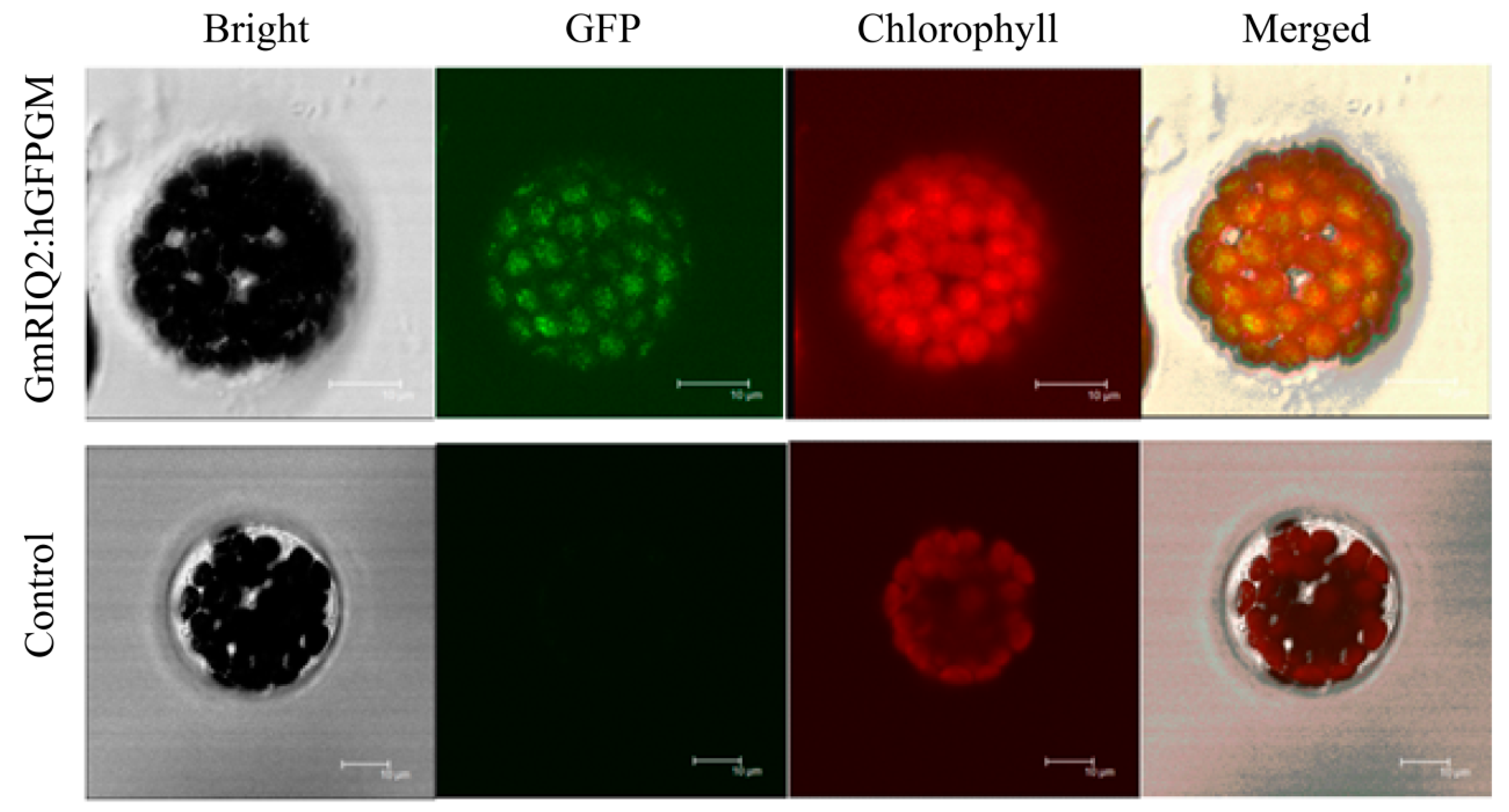 Agriculture 10 00157 g002 Agriculture 10 00157 g002