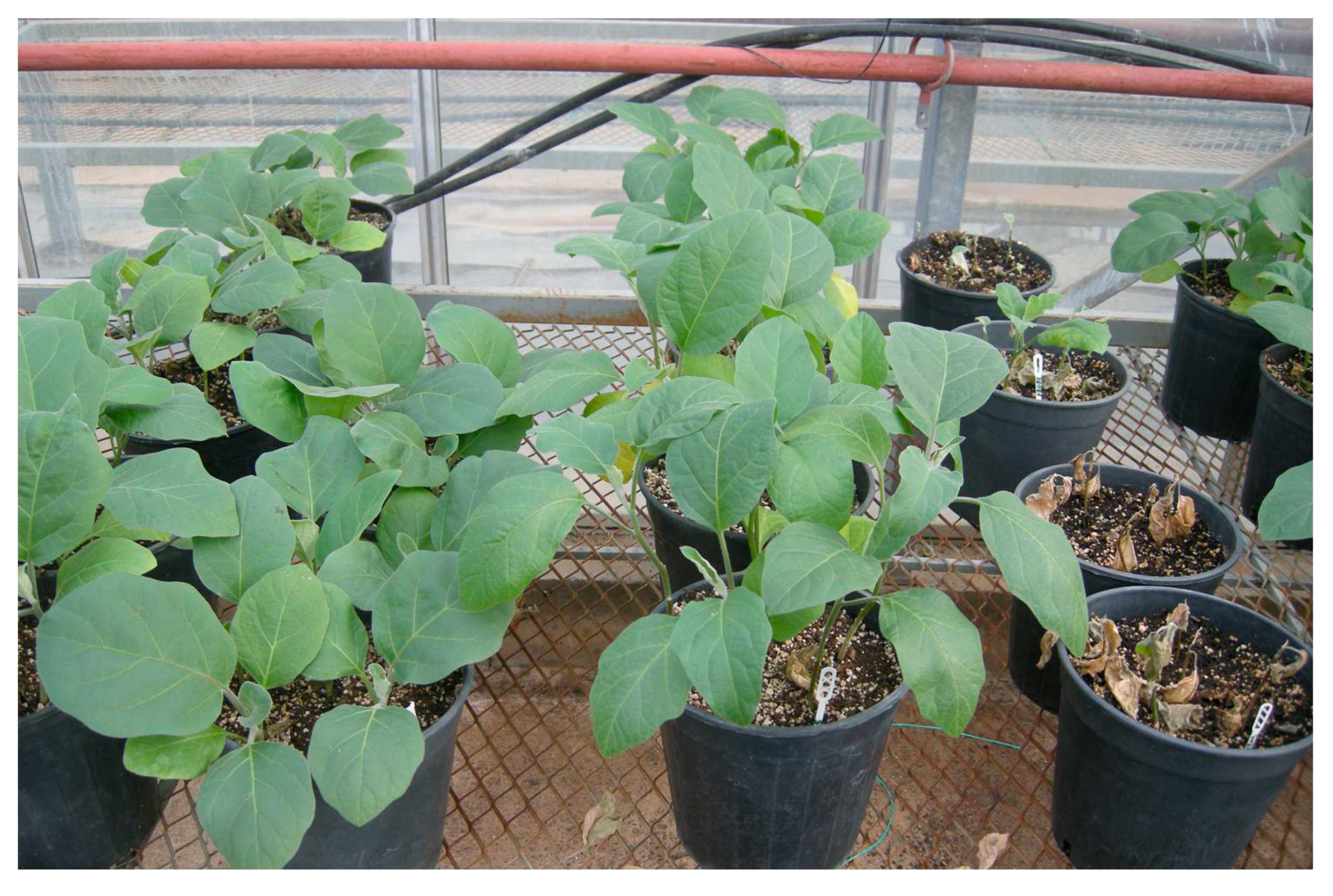 Agriculture 10 00203 g001 Agriculture 10 00203 g001