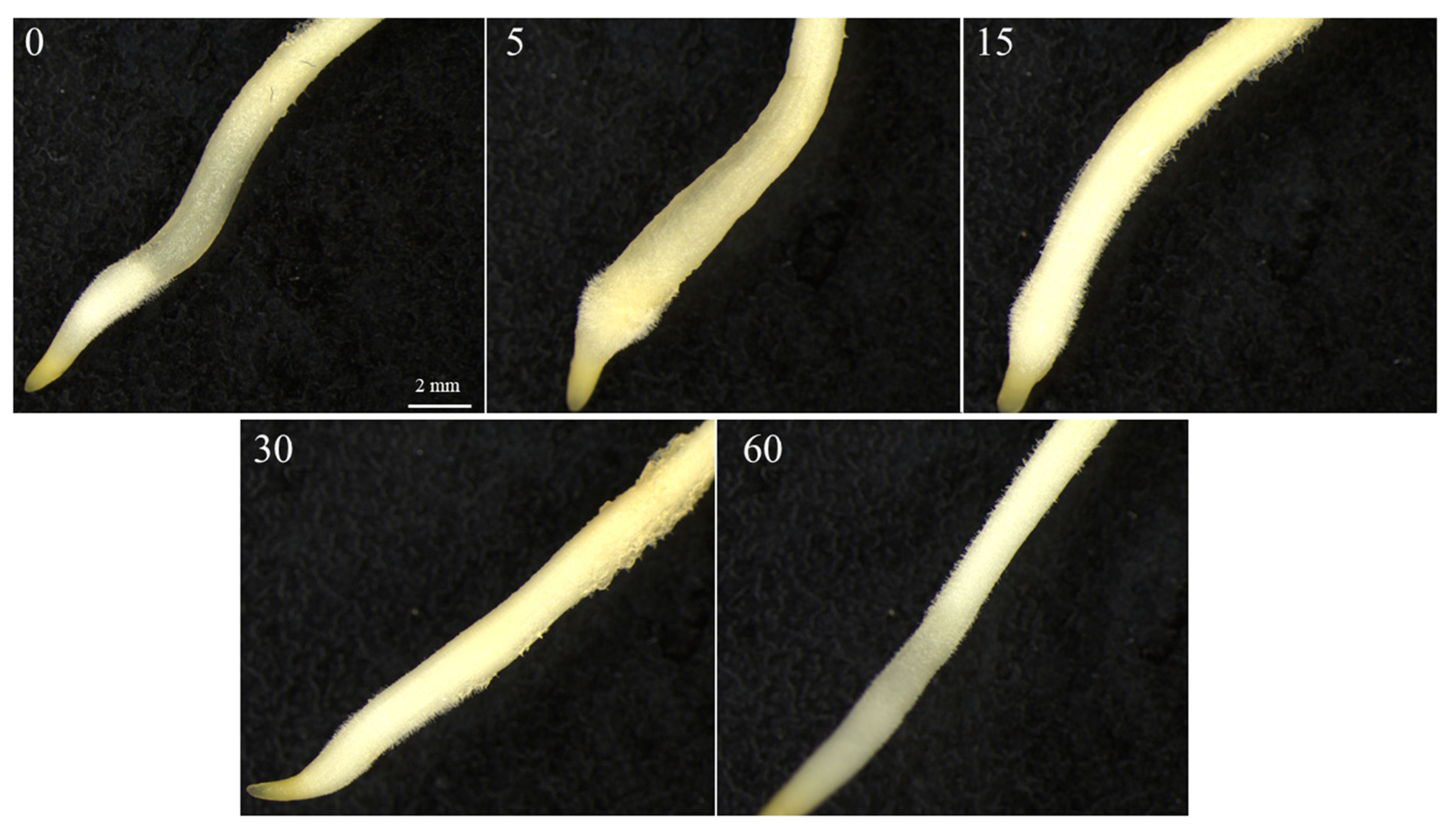 Agriculture 10 00204 g005 Agriculture 10 00204 g005
