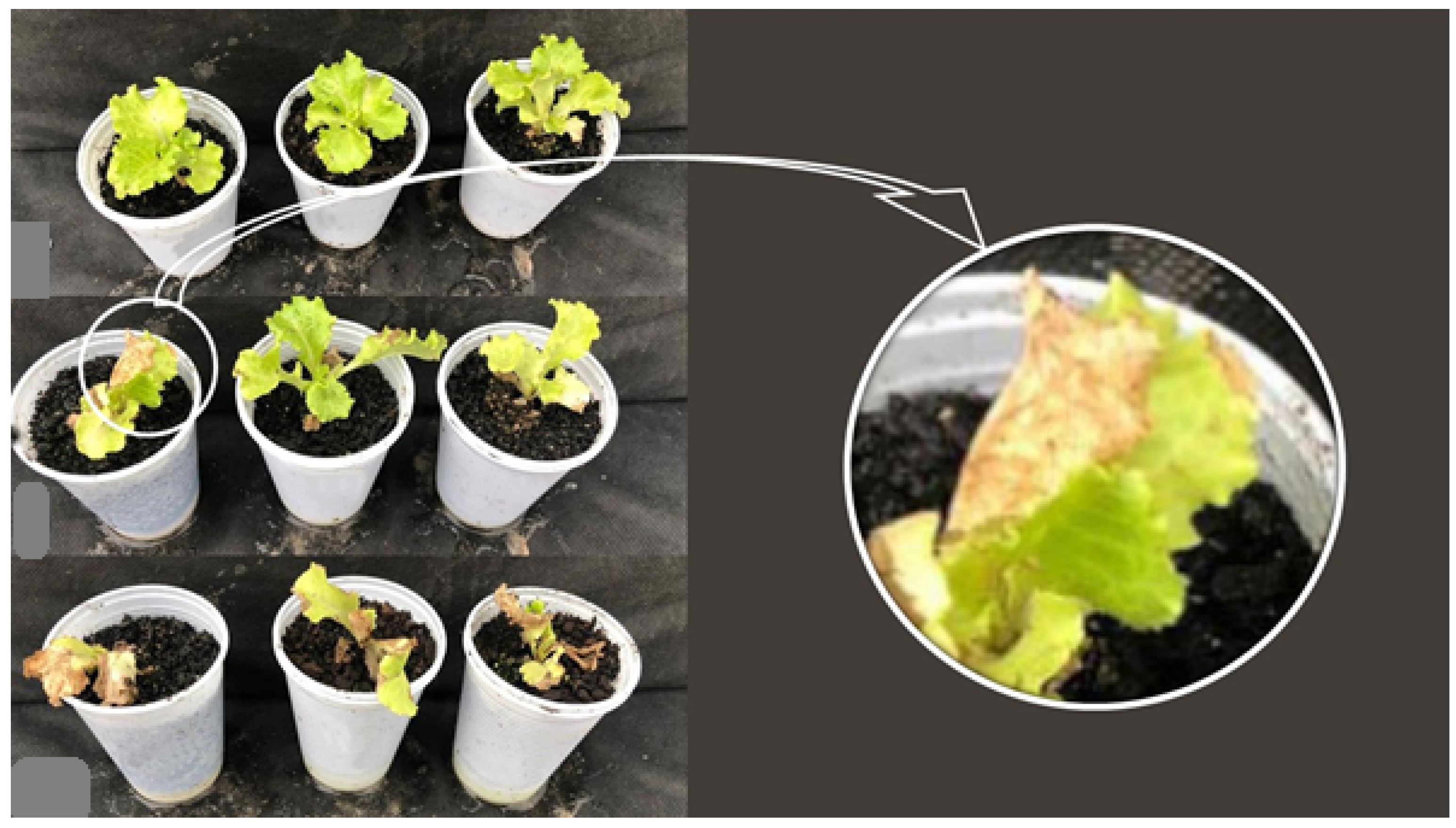 Agriculture 10 00215 g002