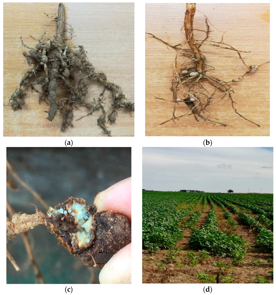 Agriculture 10 00242 g001