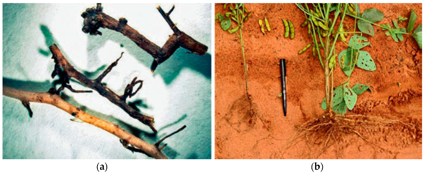 Agriculture 10 00242 g002