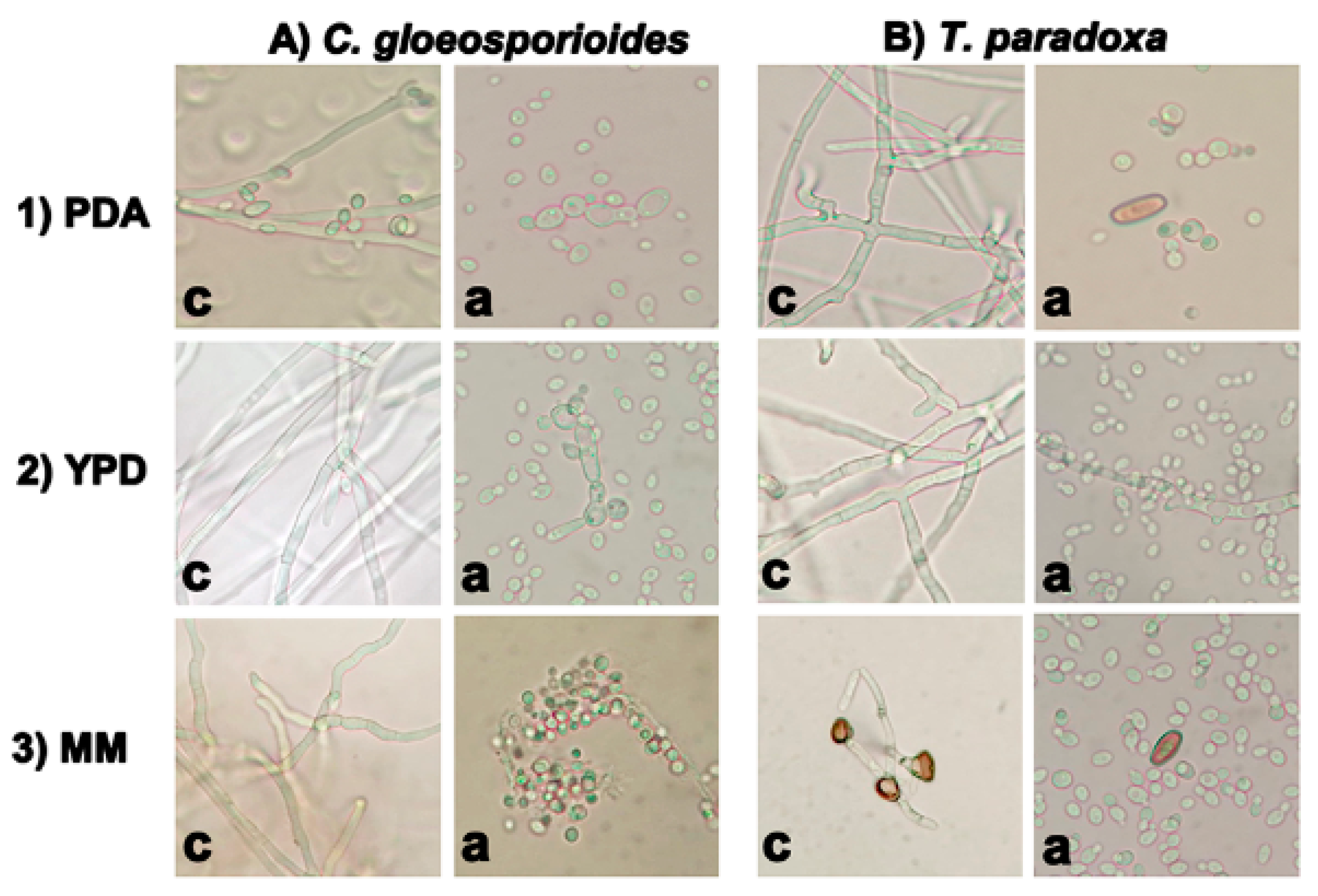 Agriculture 10 00325 g002 Agriculture 10 00325 g002