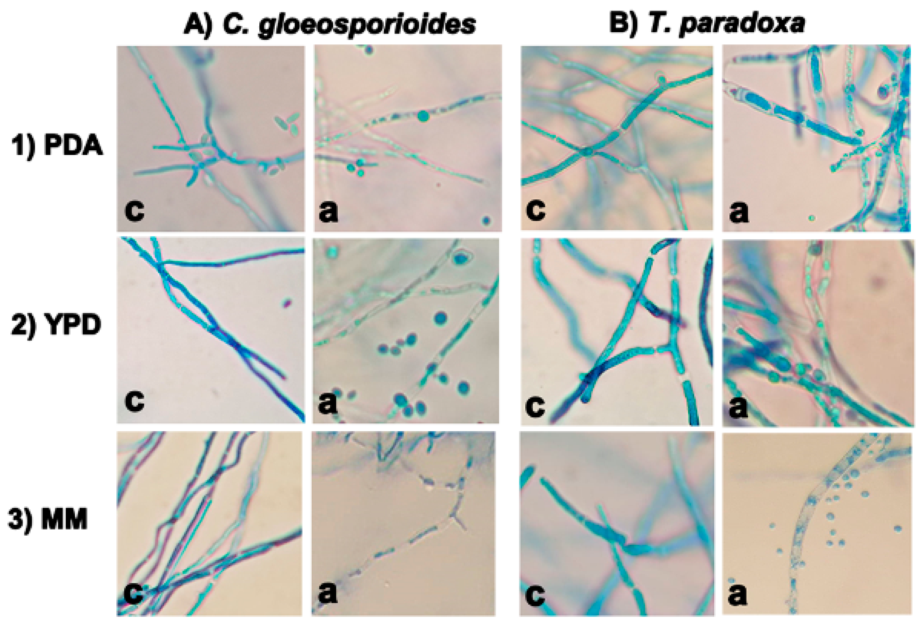 Agriculture 10 00325 g003 Agriculture 10 00325 g003