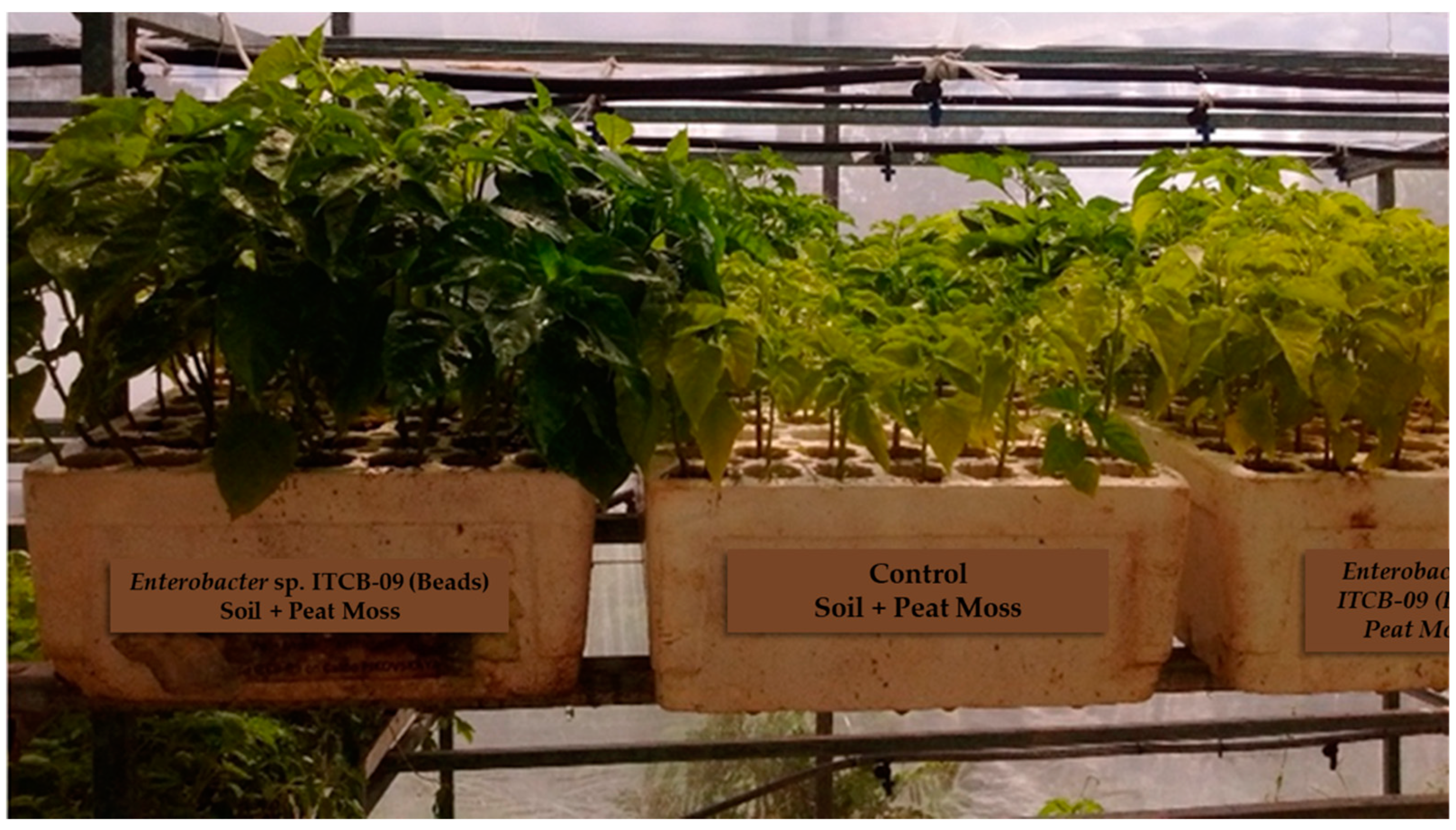 Agriculture 10 00383 g005