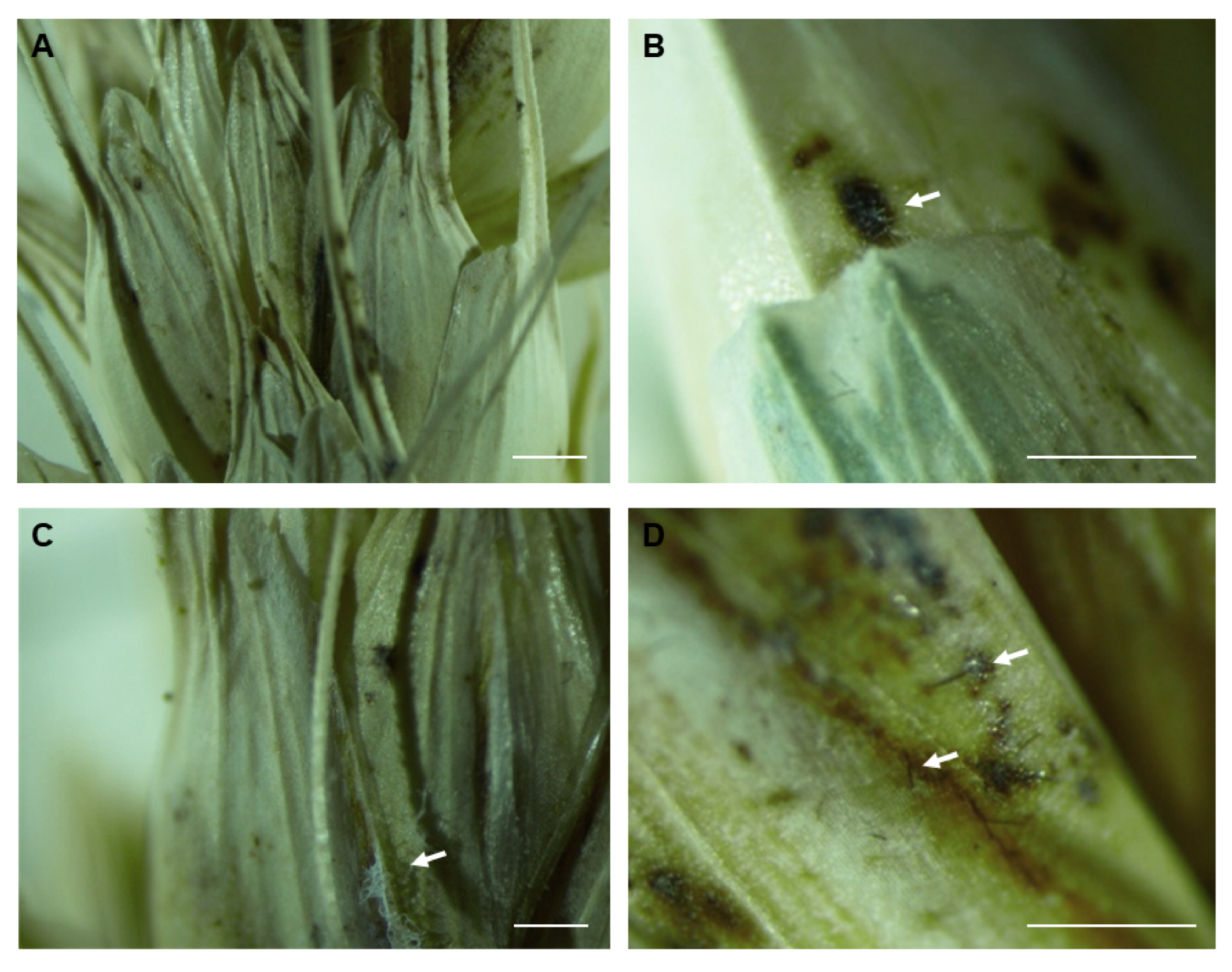 Agriculture 10 00417 g002