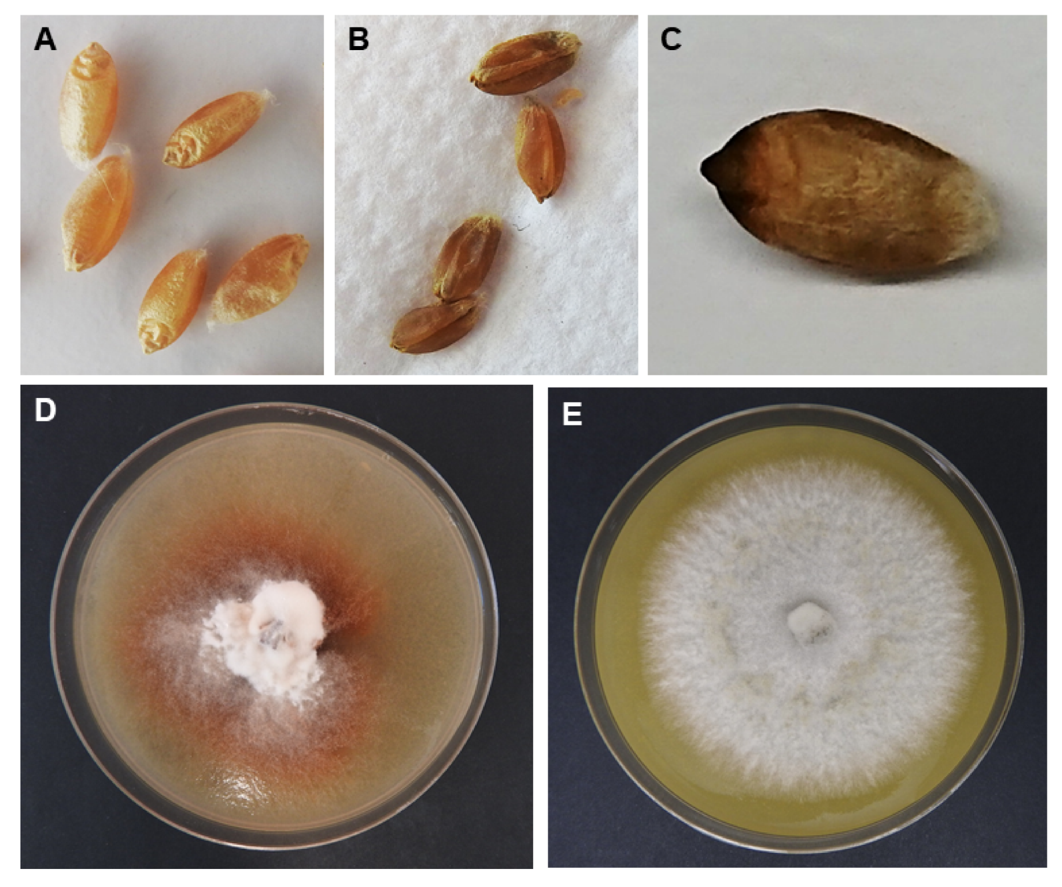 Agriculture 10 00417 g003