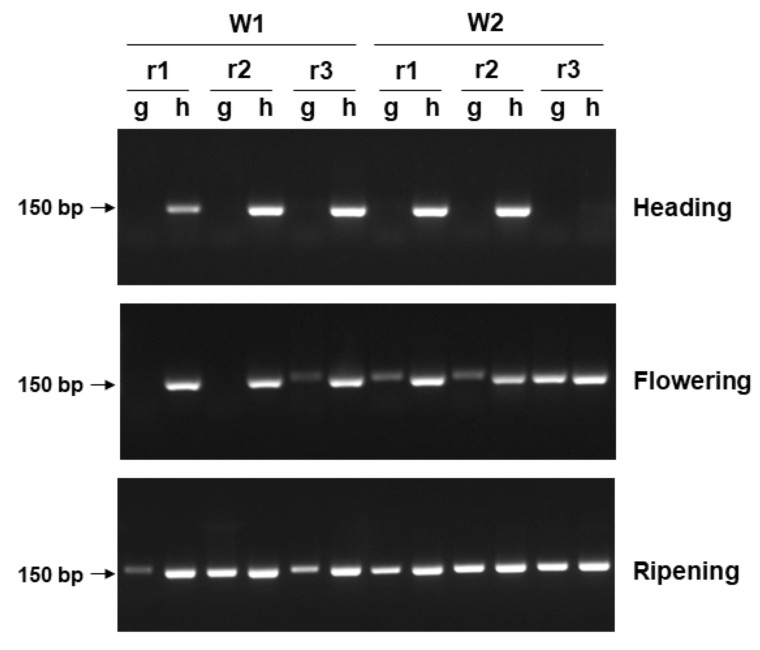 Agriculture 10 00417 g004