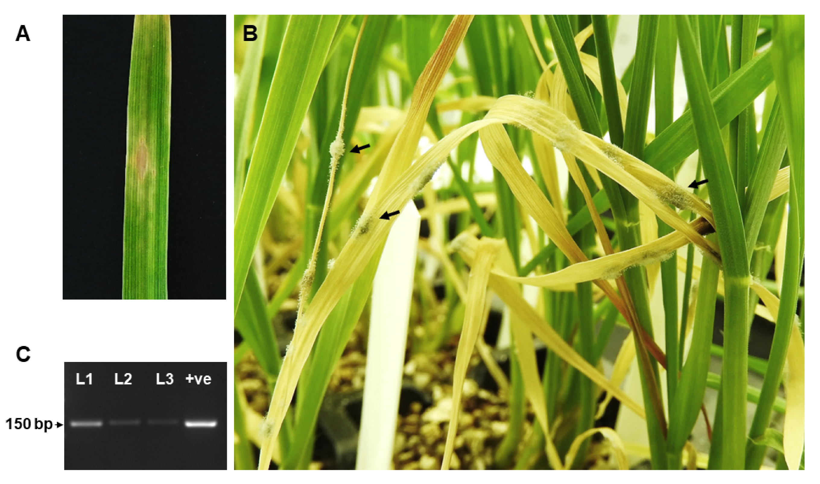 Agriculture 10 00417 g005