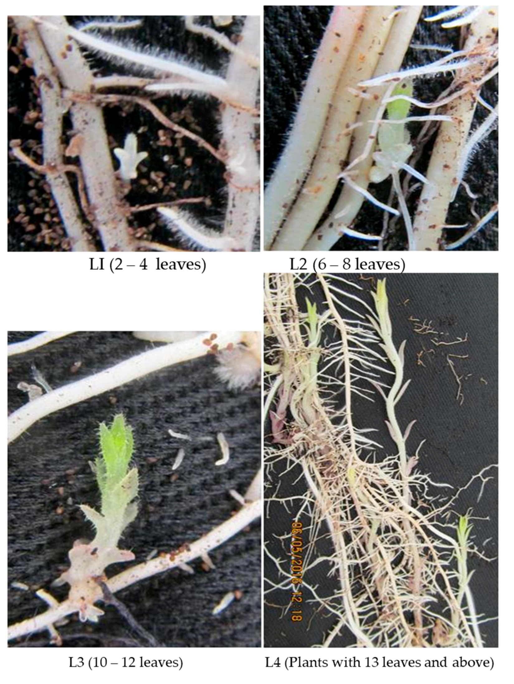 Agriculture 10 00485 g001 Agriculture 10 00485 g001