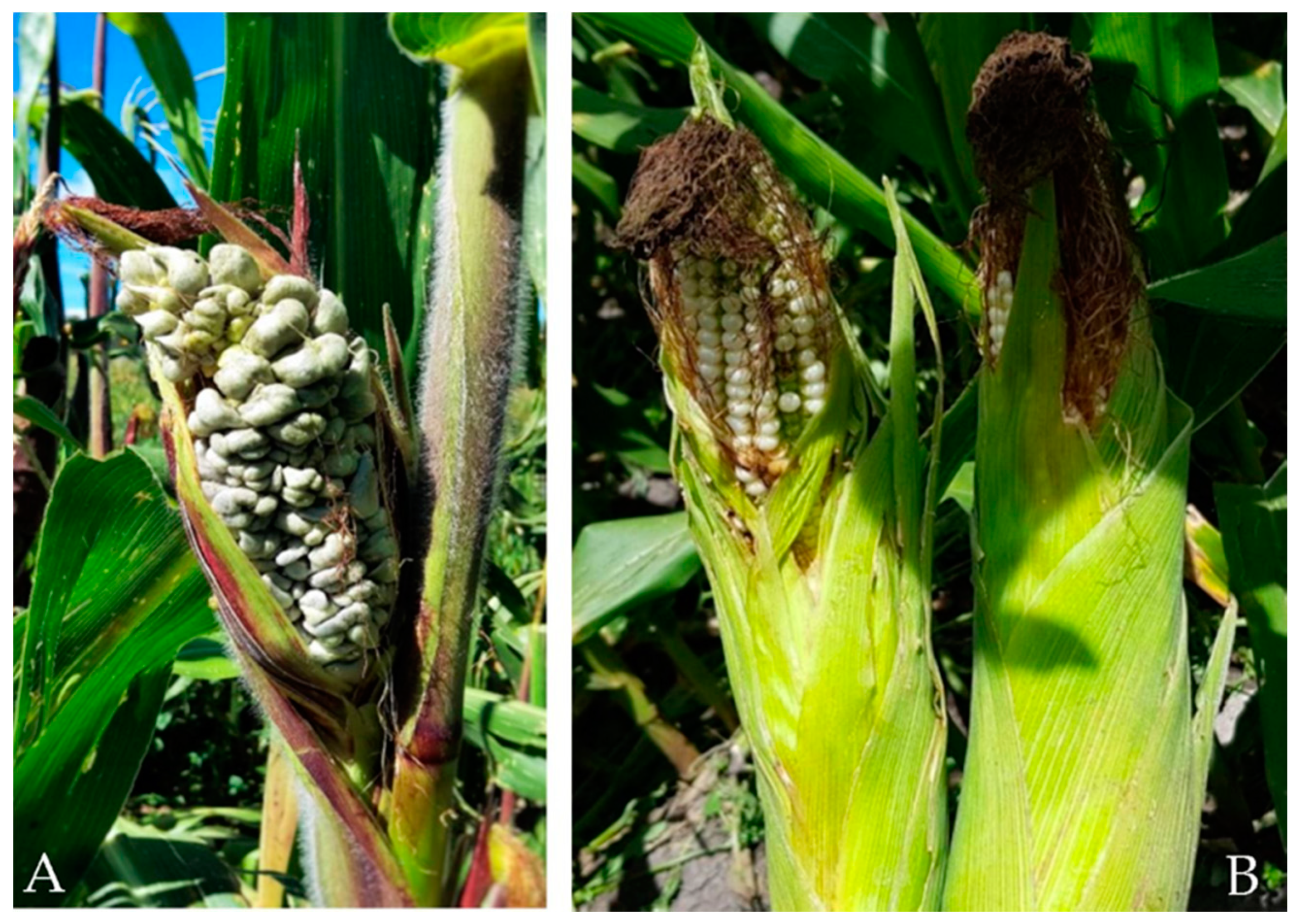 Agriculture 10 00535 g001