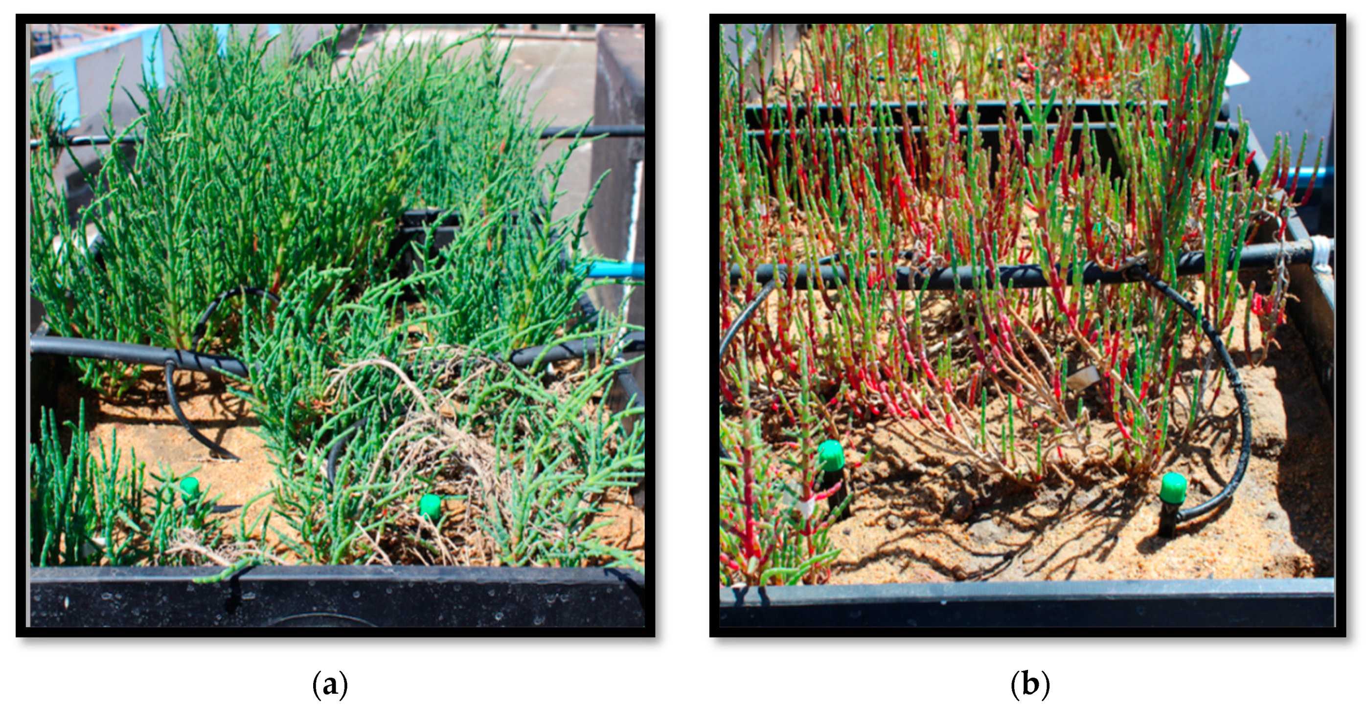 Agriculture 10 00621 g003 Agriculture 10 00621 g003