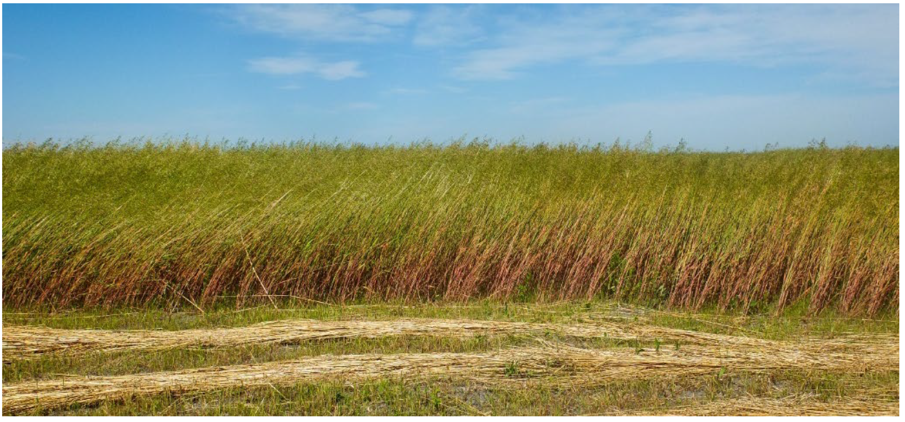 Agriculture 11 00055 sch001